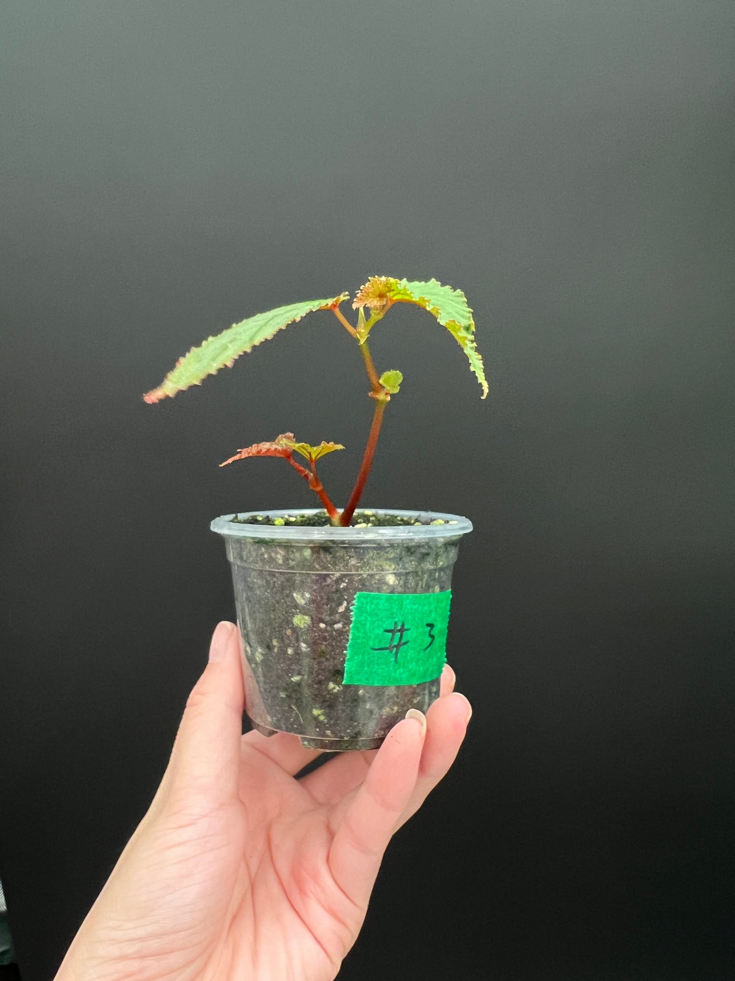 Begonia Gracilicyma Well Rooted Exact Starter Plant