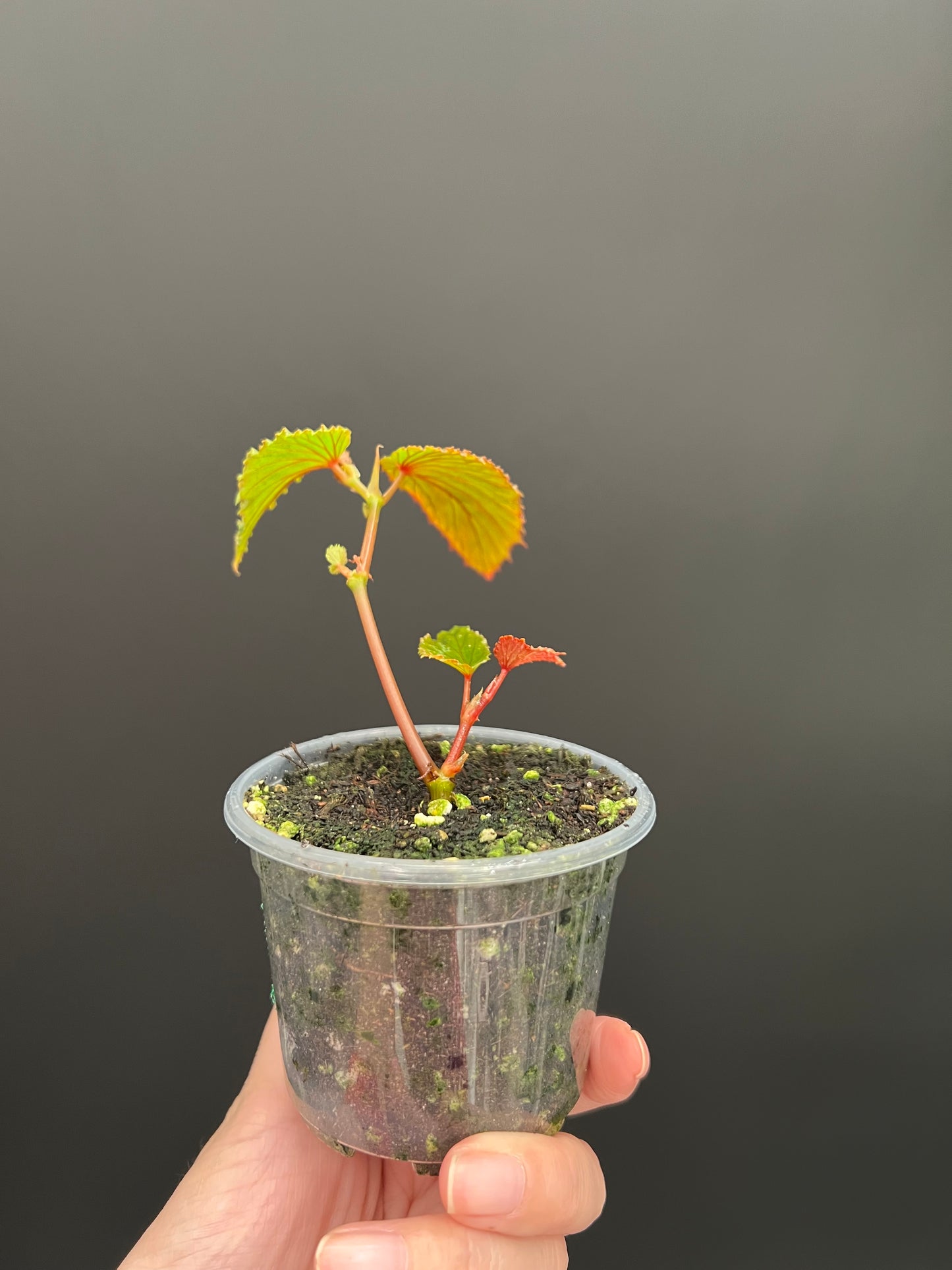 Begonia Gracilicyma Well Rooted Exact Starter Plant