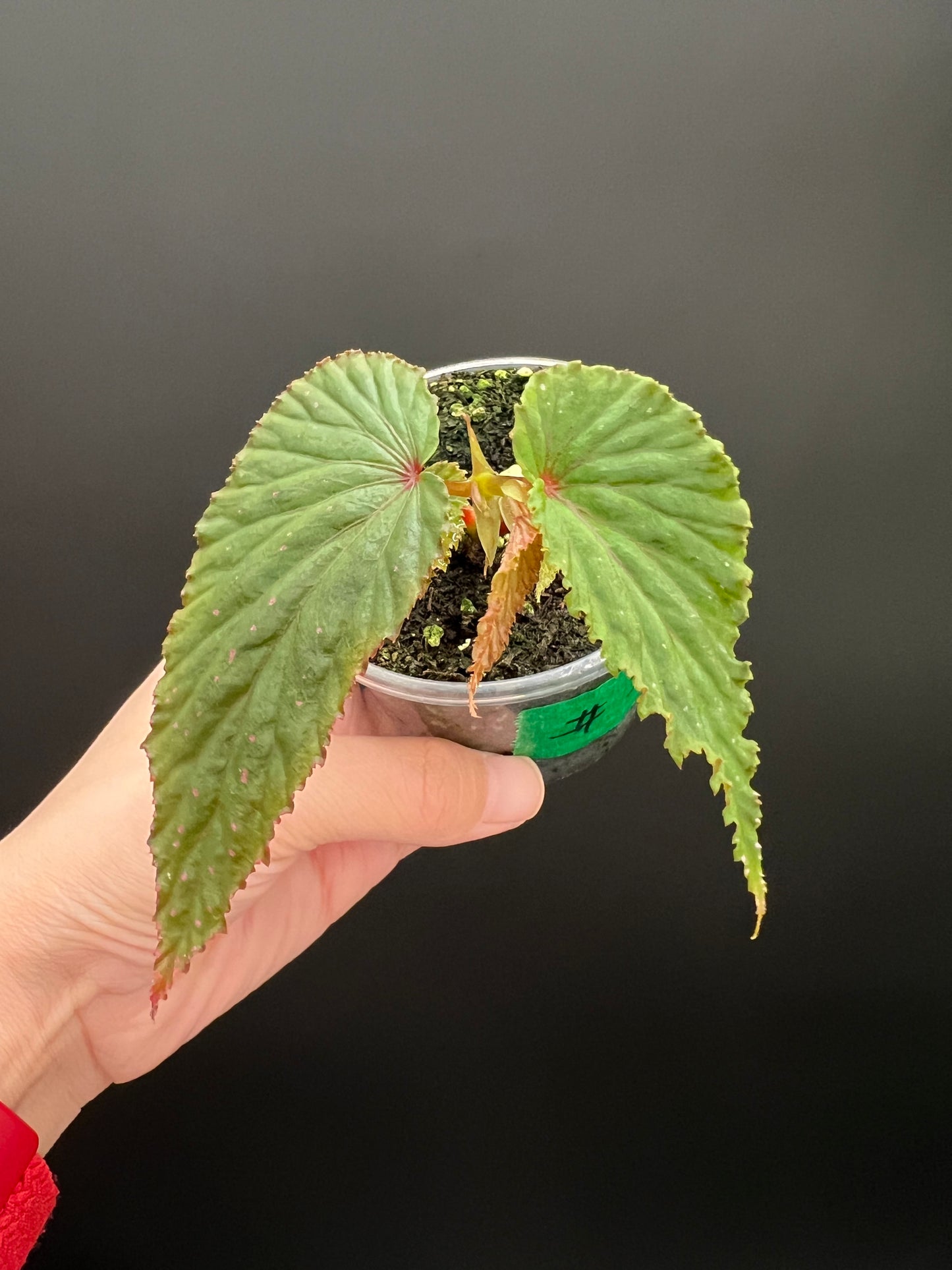 Begonia Gracilicyma Well Rooted Exact Starter Plant