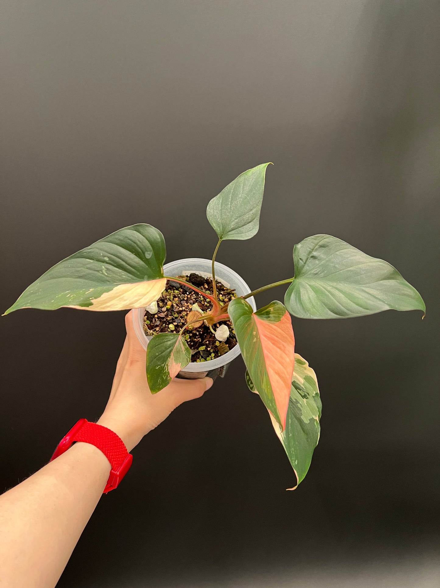 Homalomena Pink Diamond