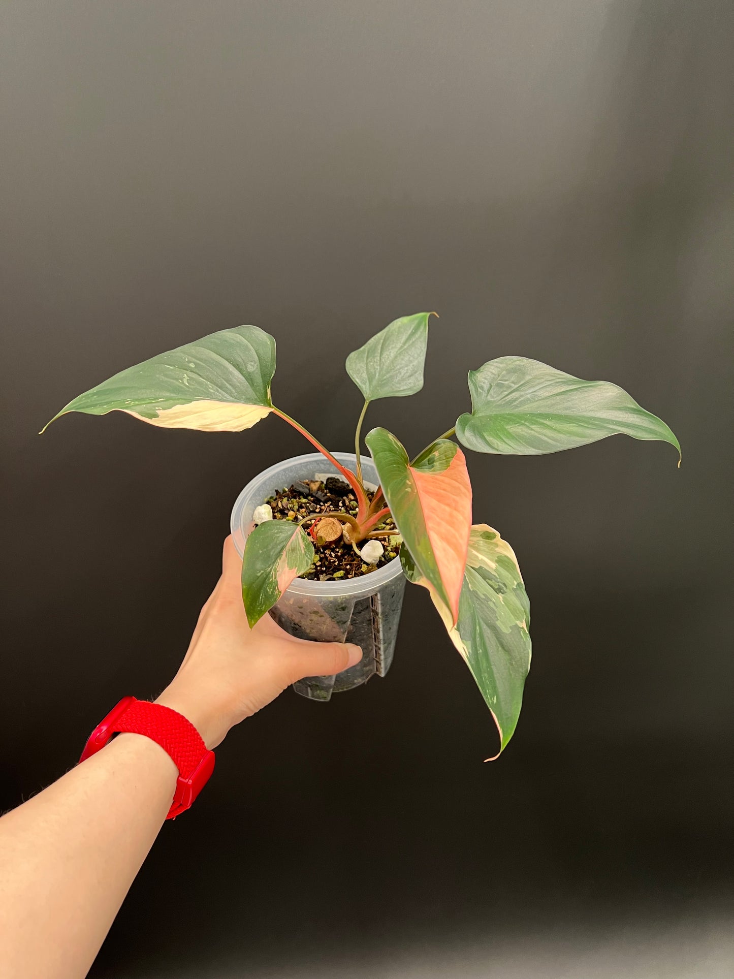 Homalomena Pink Diamond