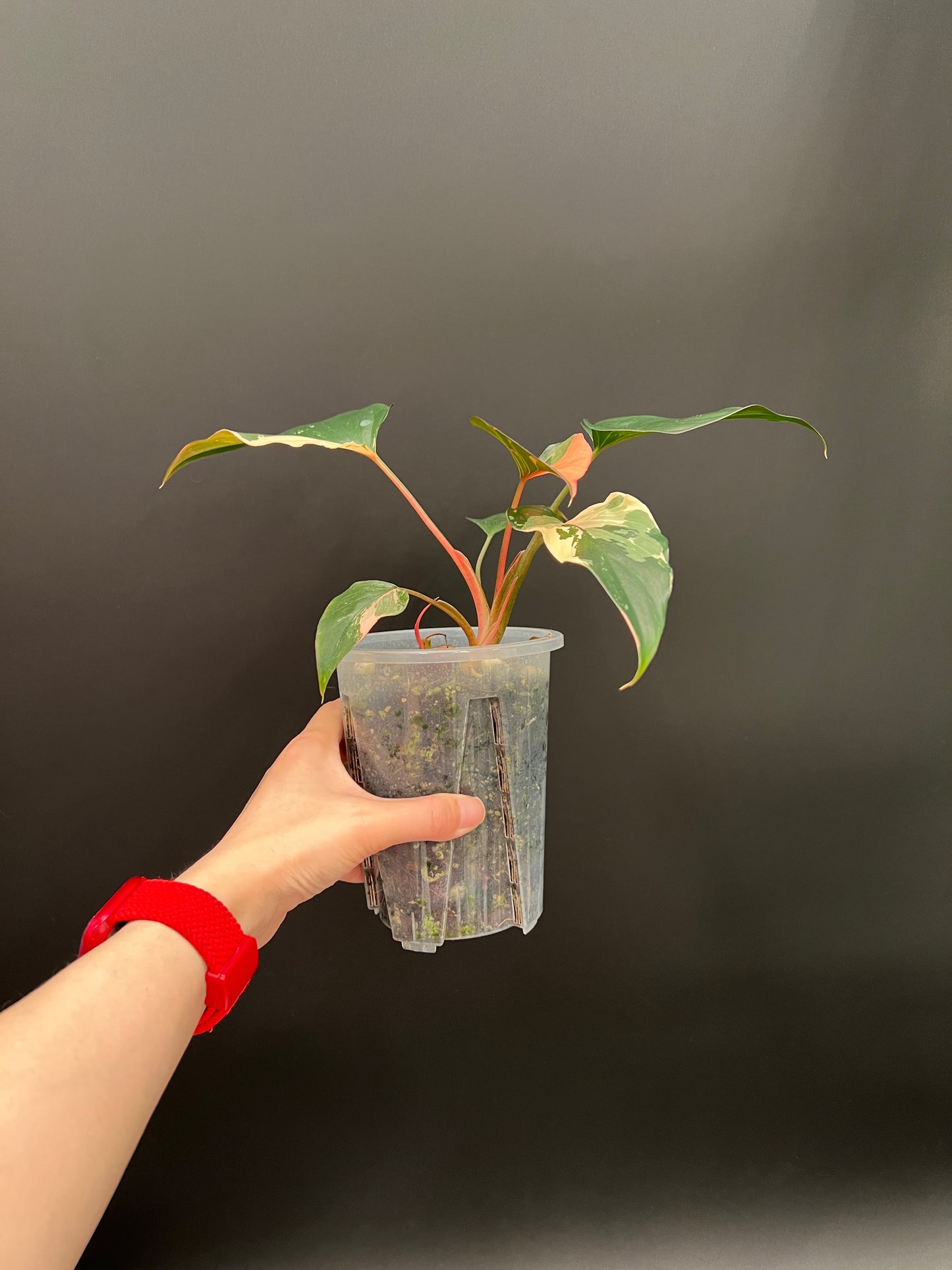 Homalomena Pink Diamond