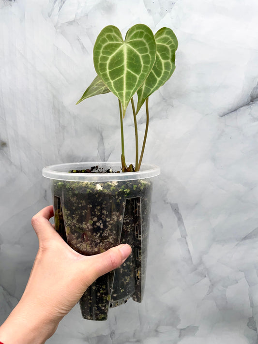 Anthurium Clarinervium x Warocqueanum Bottom Cutting with New Baby Leaves