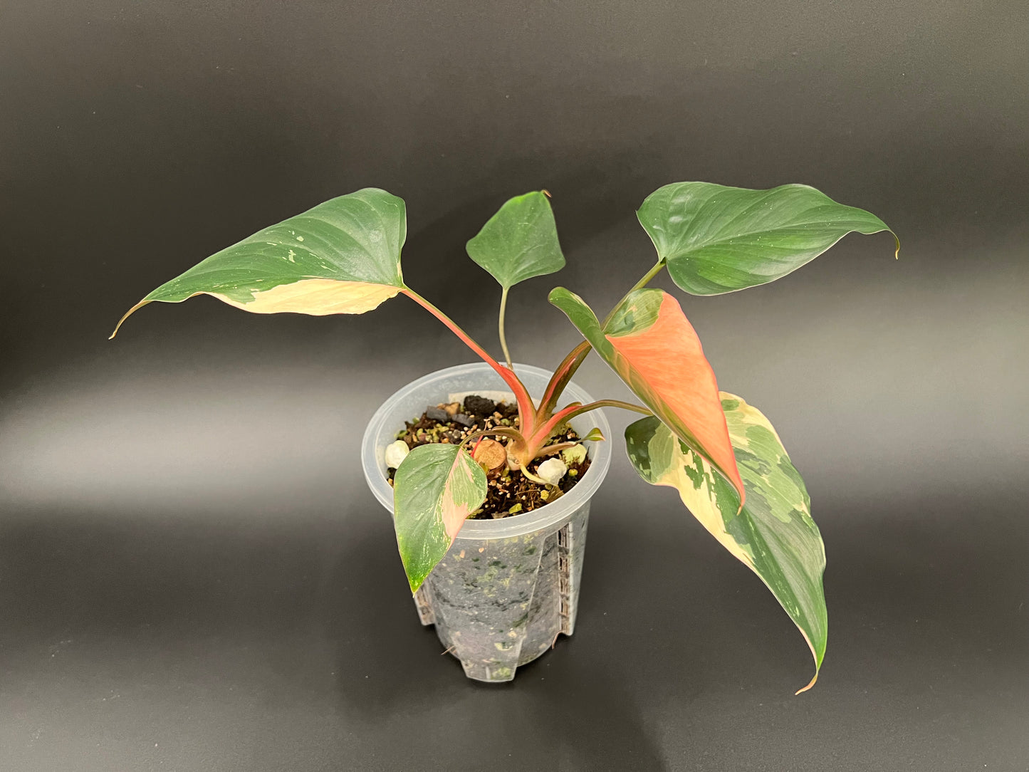 Homalomena Pink Diamond