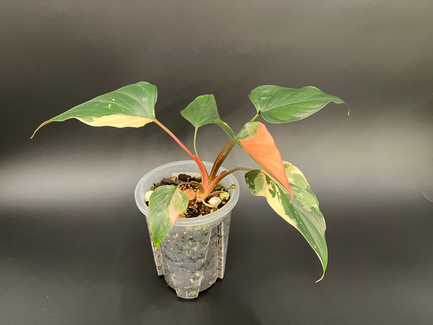 Homalomena Pink Diamond