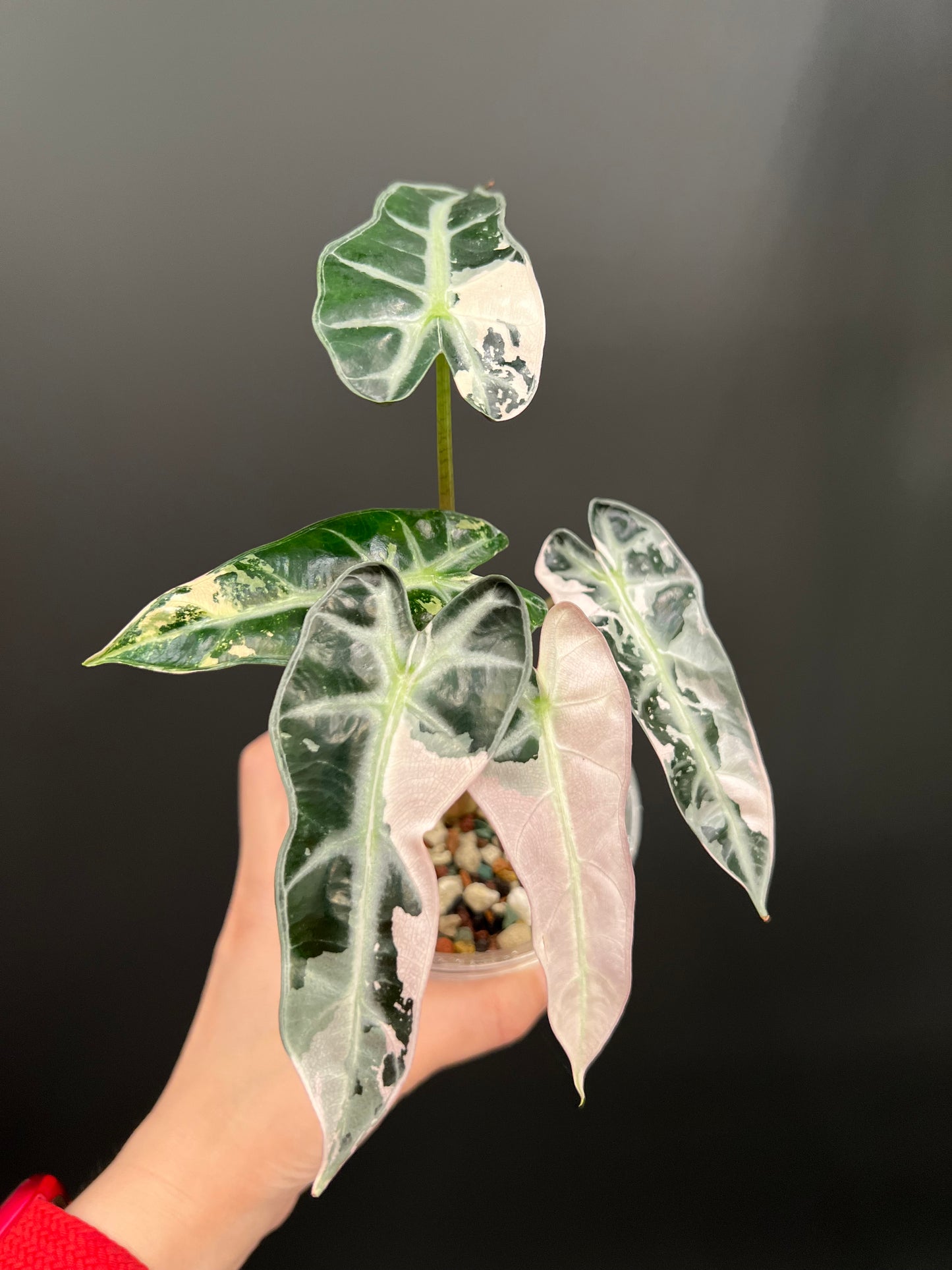 Alocasia Bambino Pink