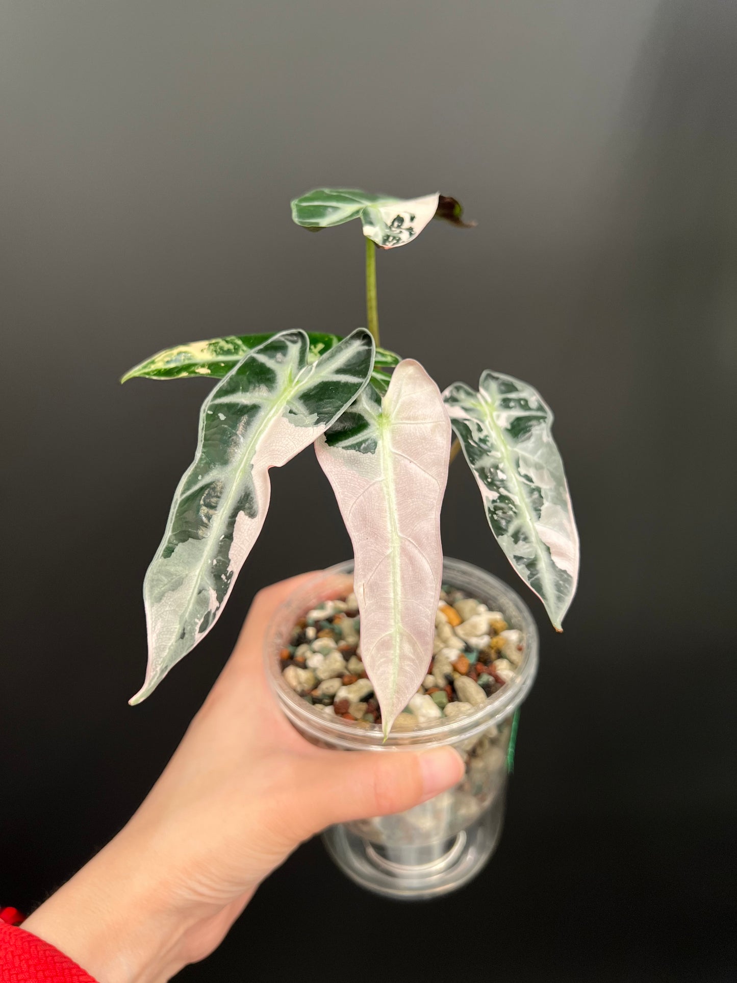 Alocasia Bambino Pink