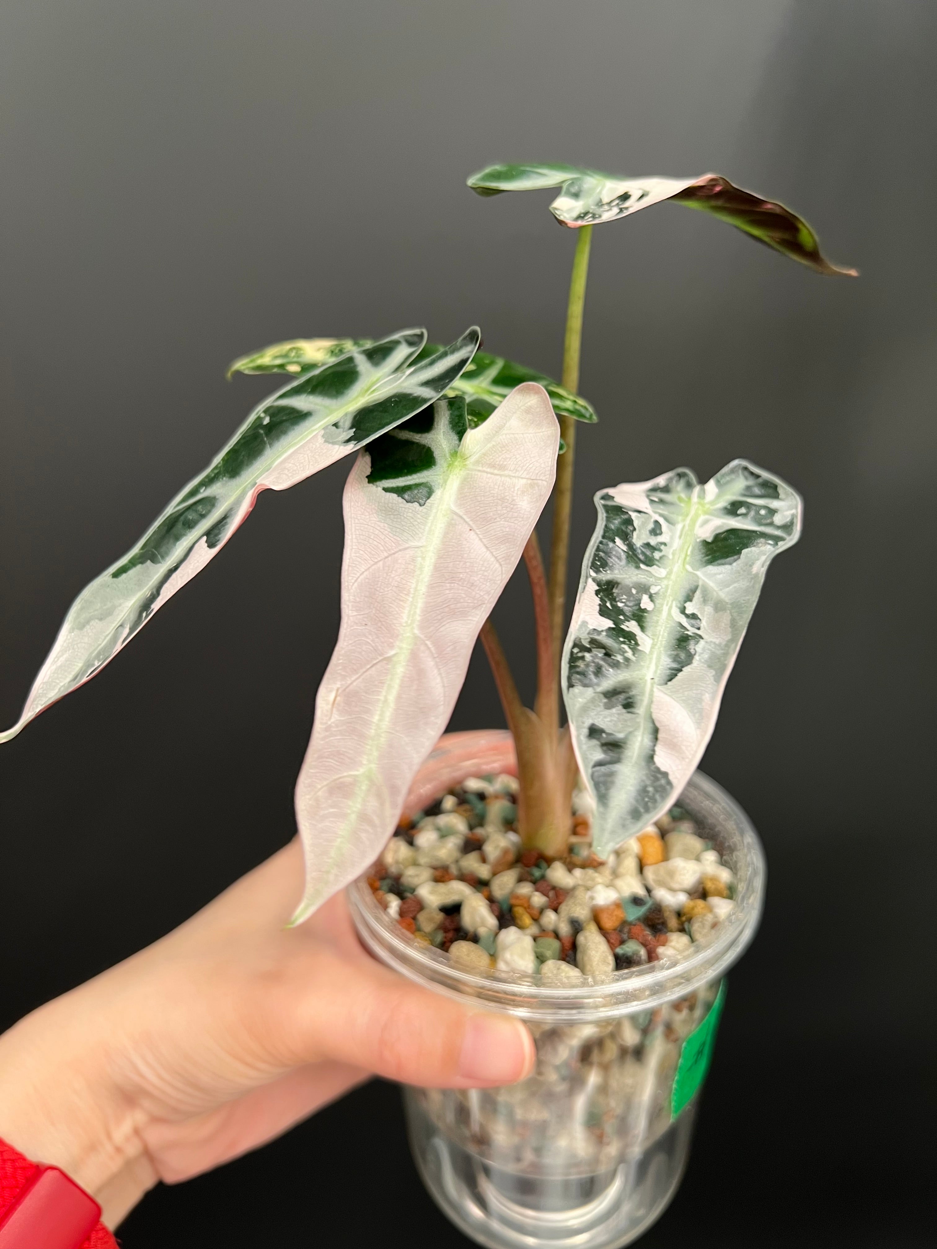 Alocasia Bambino Pink – Plants Pots Paradise