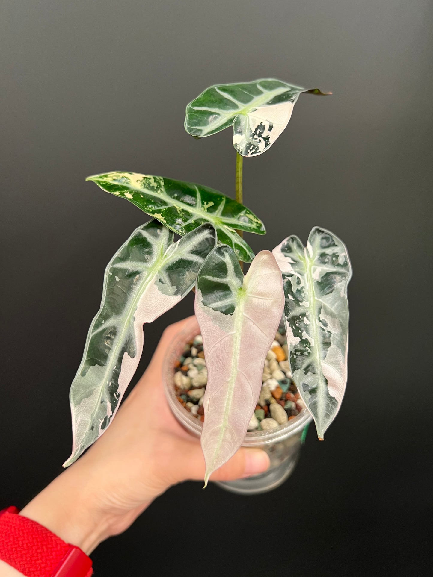 Alocasia Bambino Pink