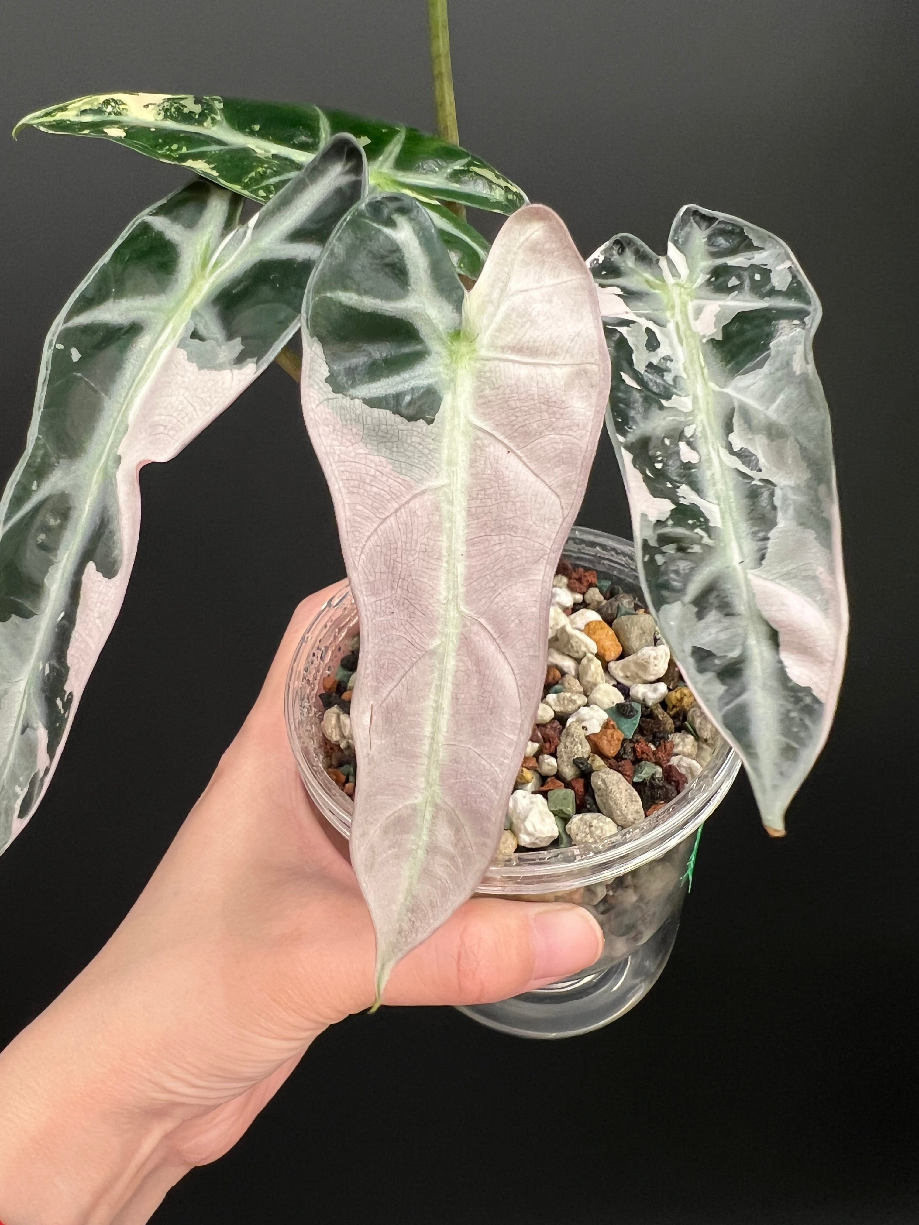 Alocasia Bambino Pink – Plants Pots Paradise