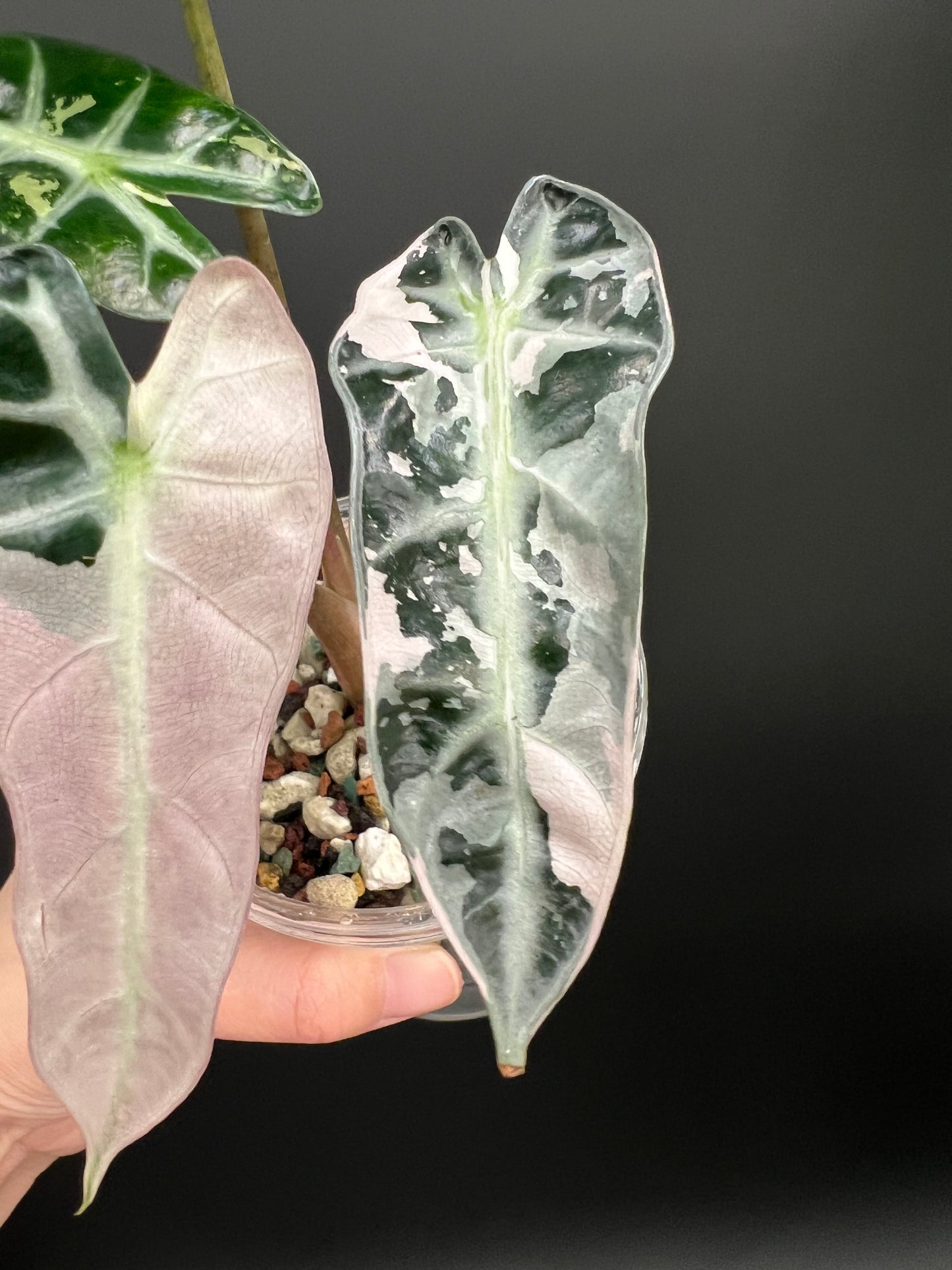 Alocasia Bambino Pink