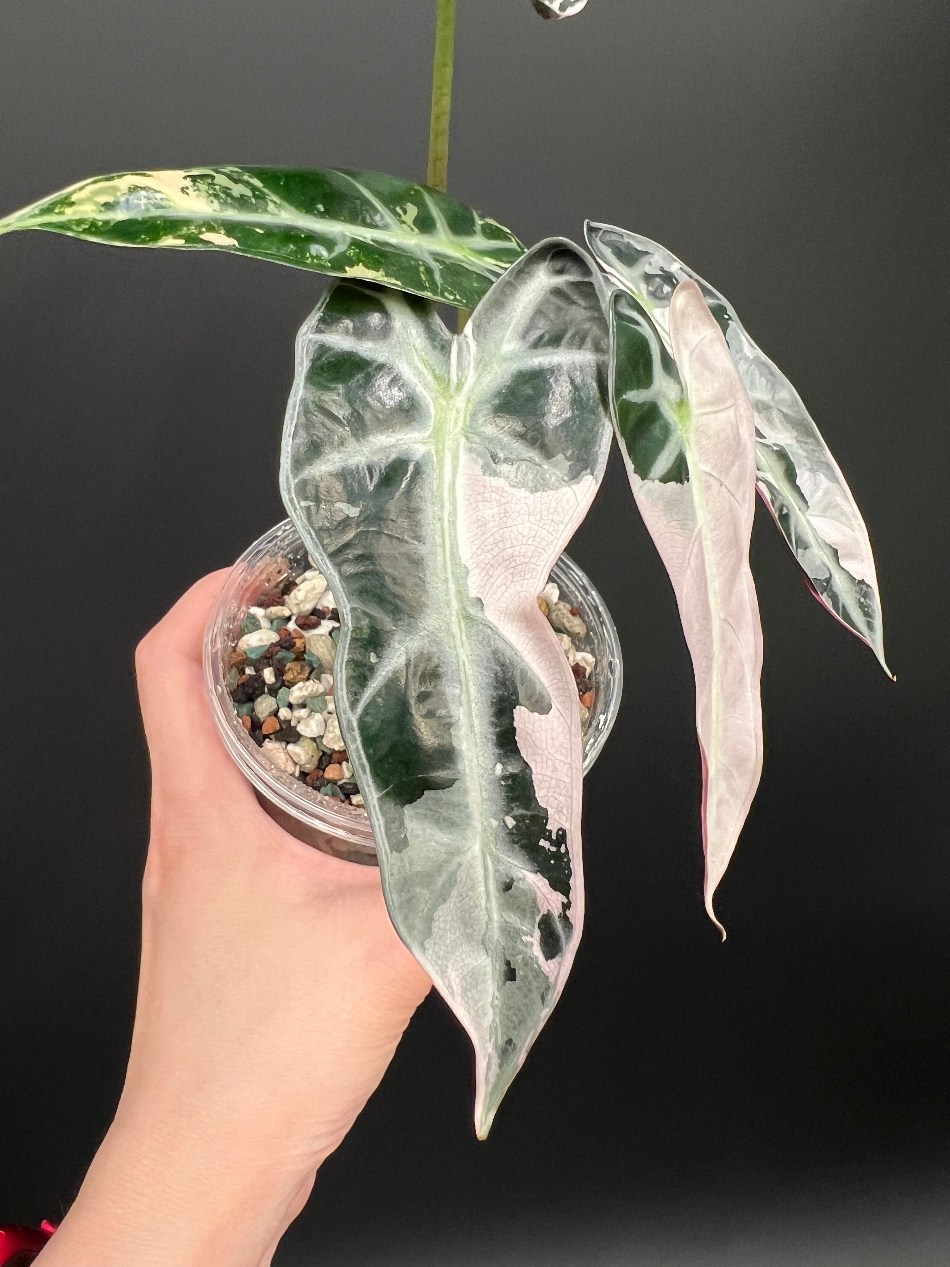 Alocasia Bambino Pink – Plants Pots Paradise