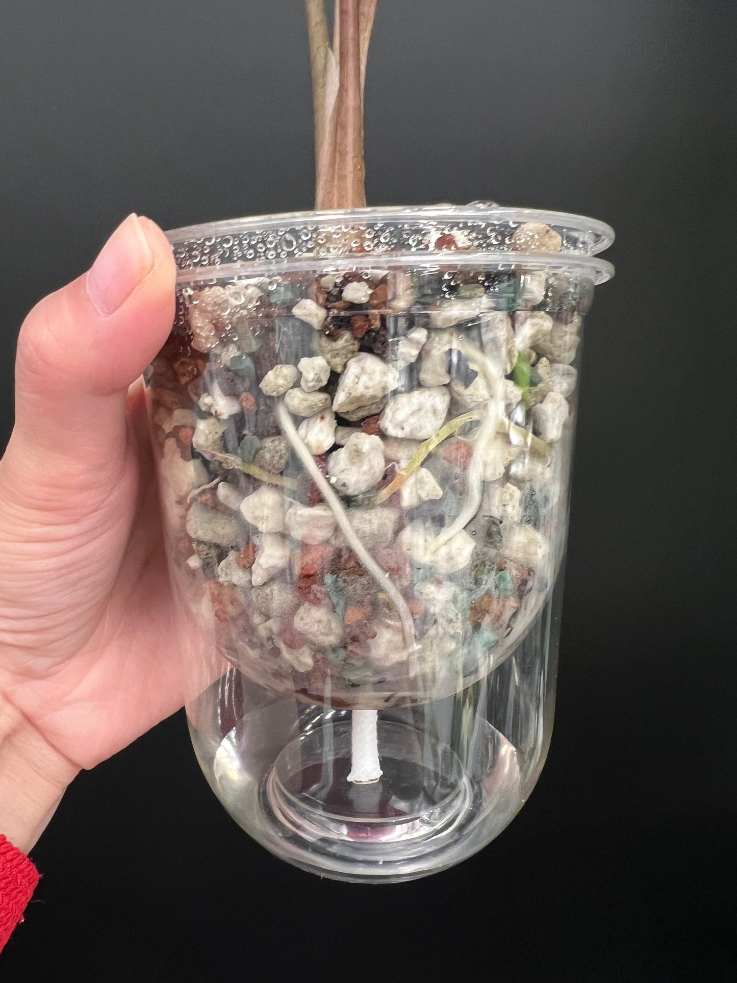 Alocasia Bambino Pink