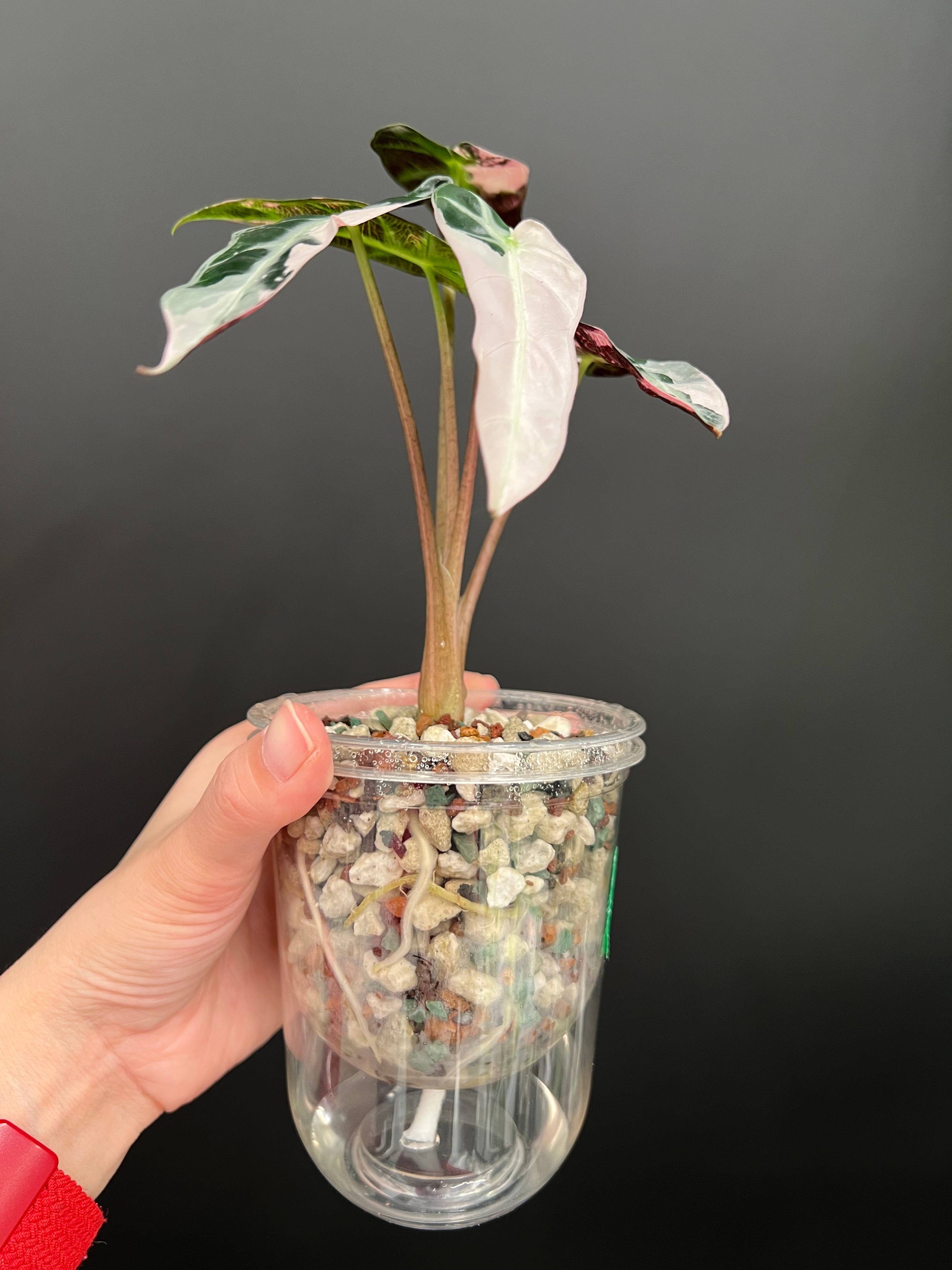 Alocasia Bambino Pink – Plants Pots Paradise