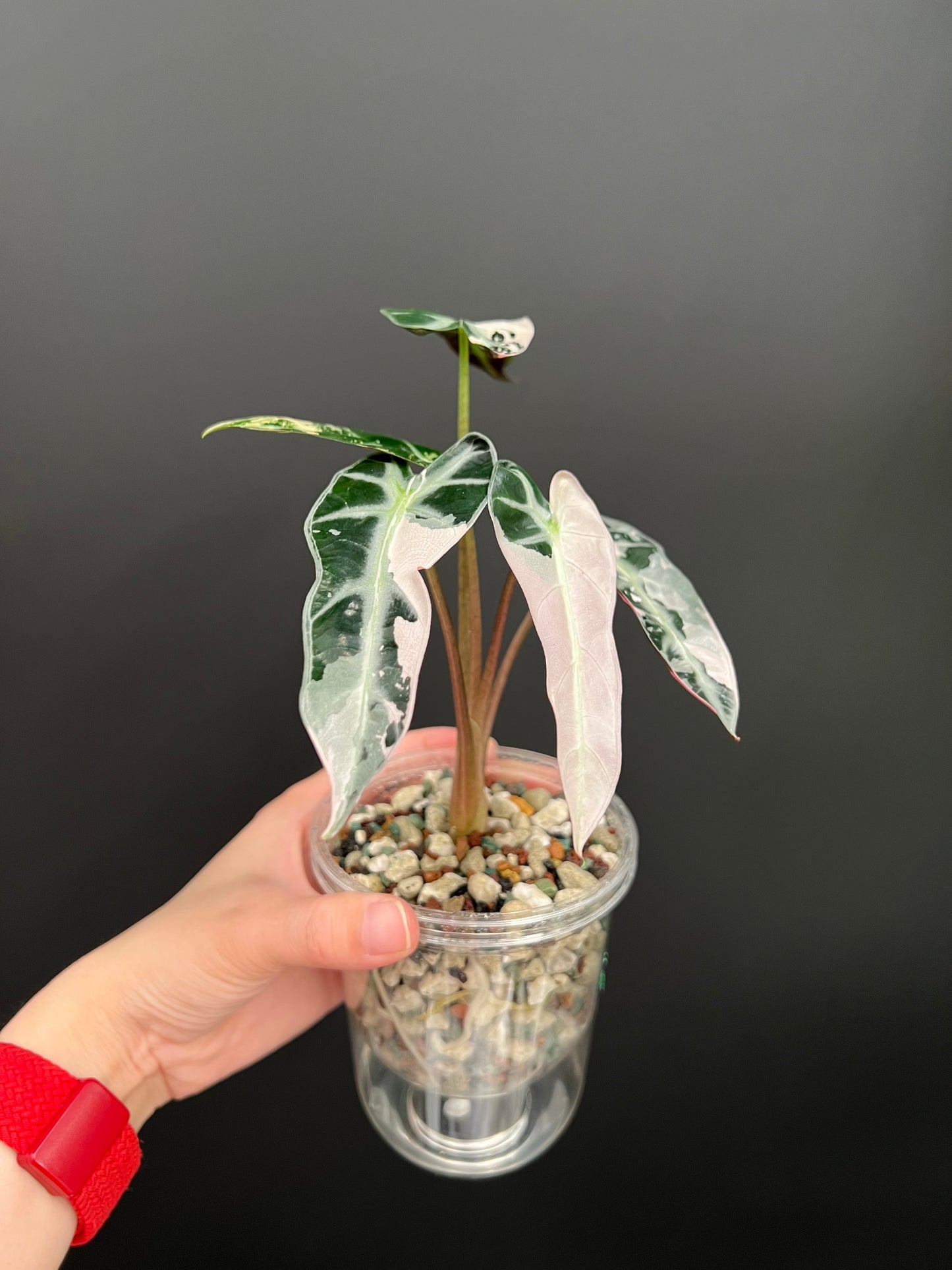 Alocasia Bambino Pink