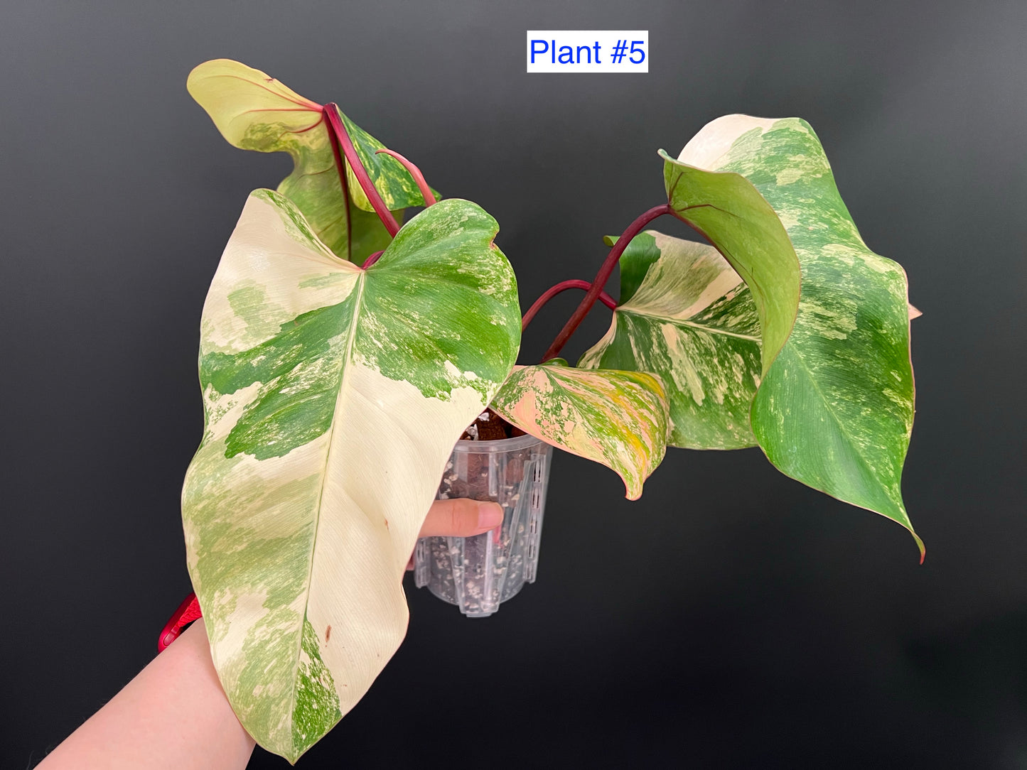 Philodendron Strawberry Shake Variegated