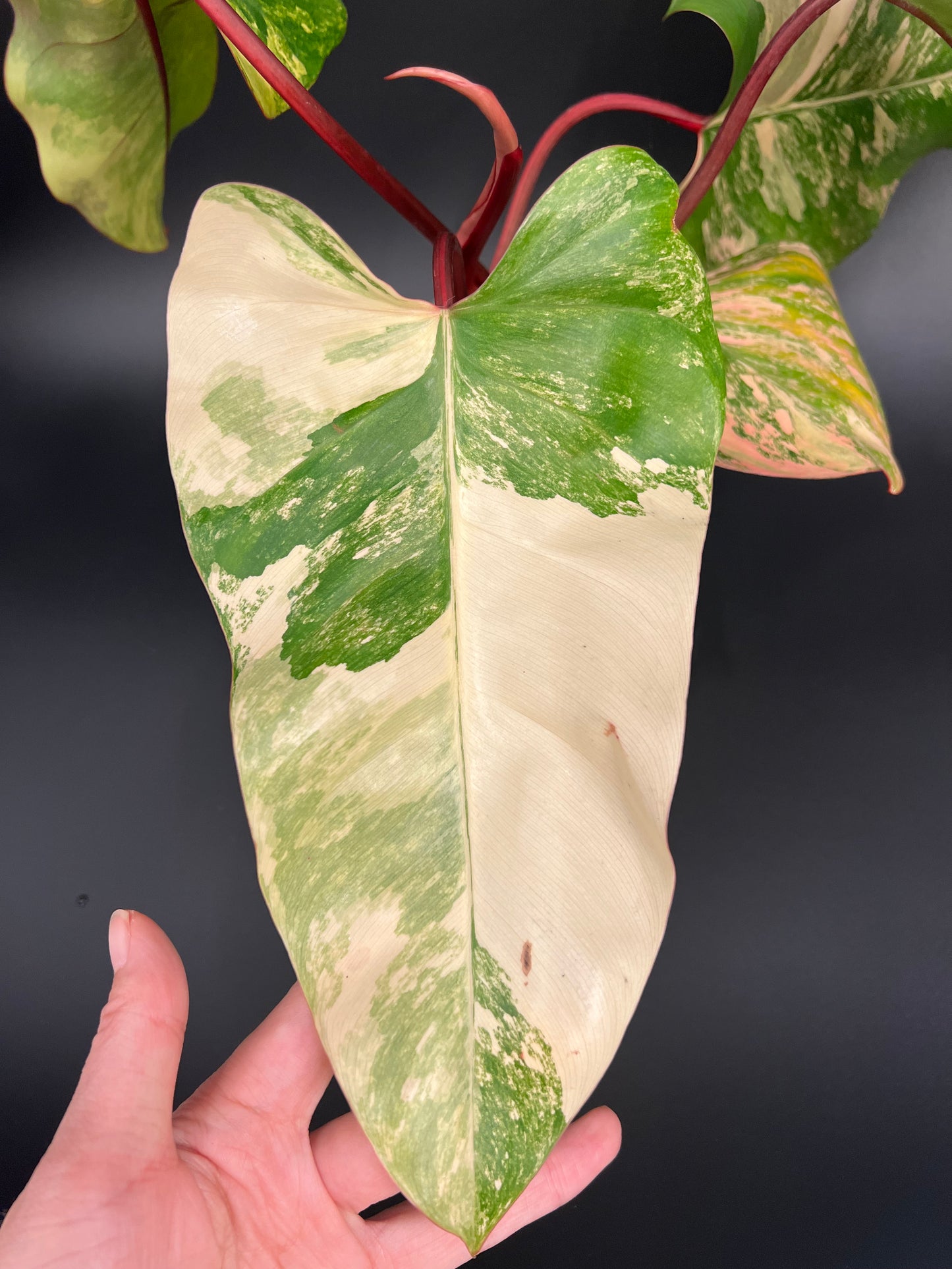 Philodendron Strawberry Shake Variegated