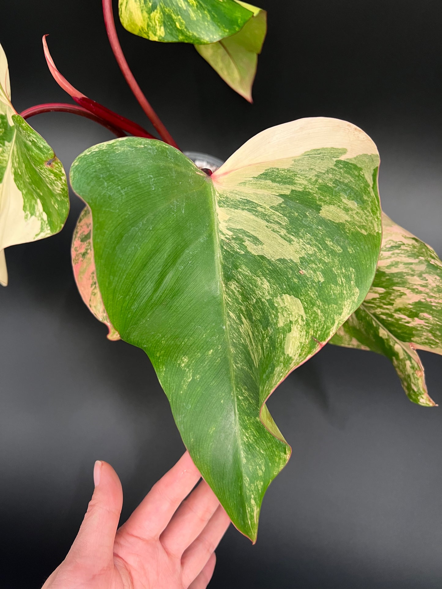 Philodendron Strawberry Shake Variegated