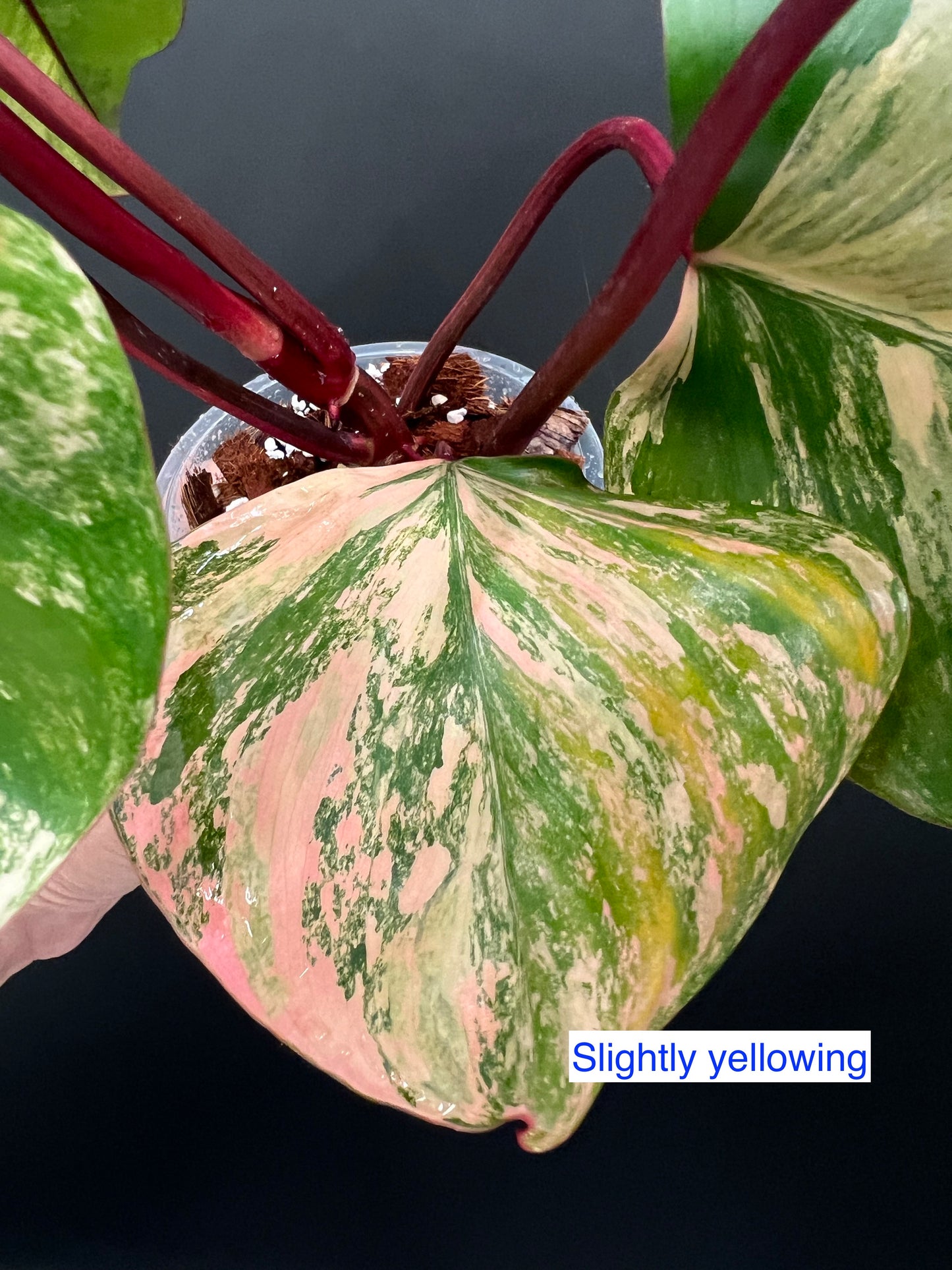 Philodendron Strawberry Shake Variegated