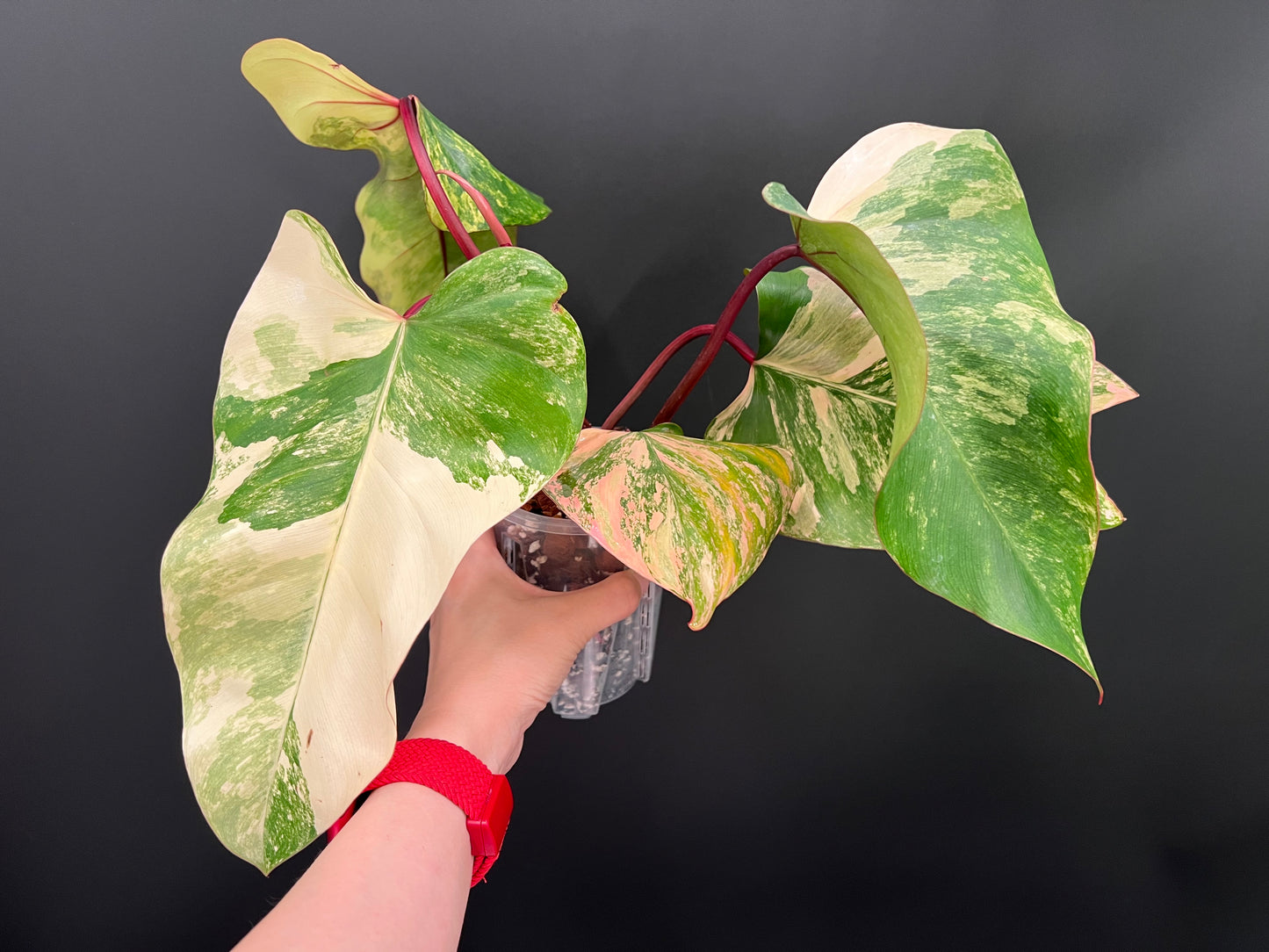 Philodendron Strawberry Shake Variegated