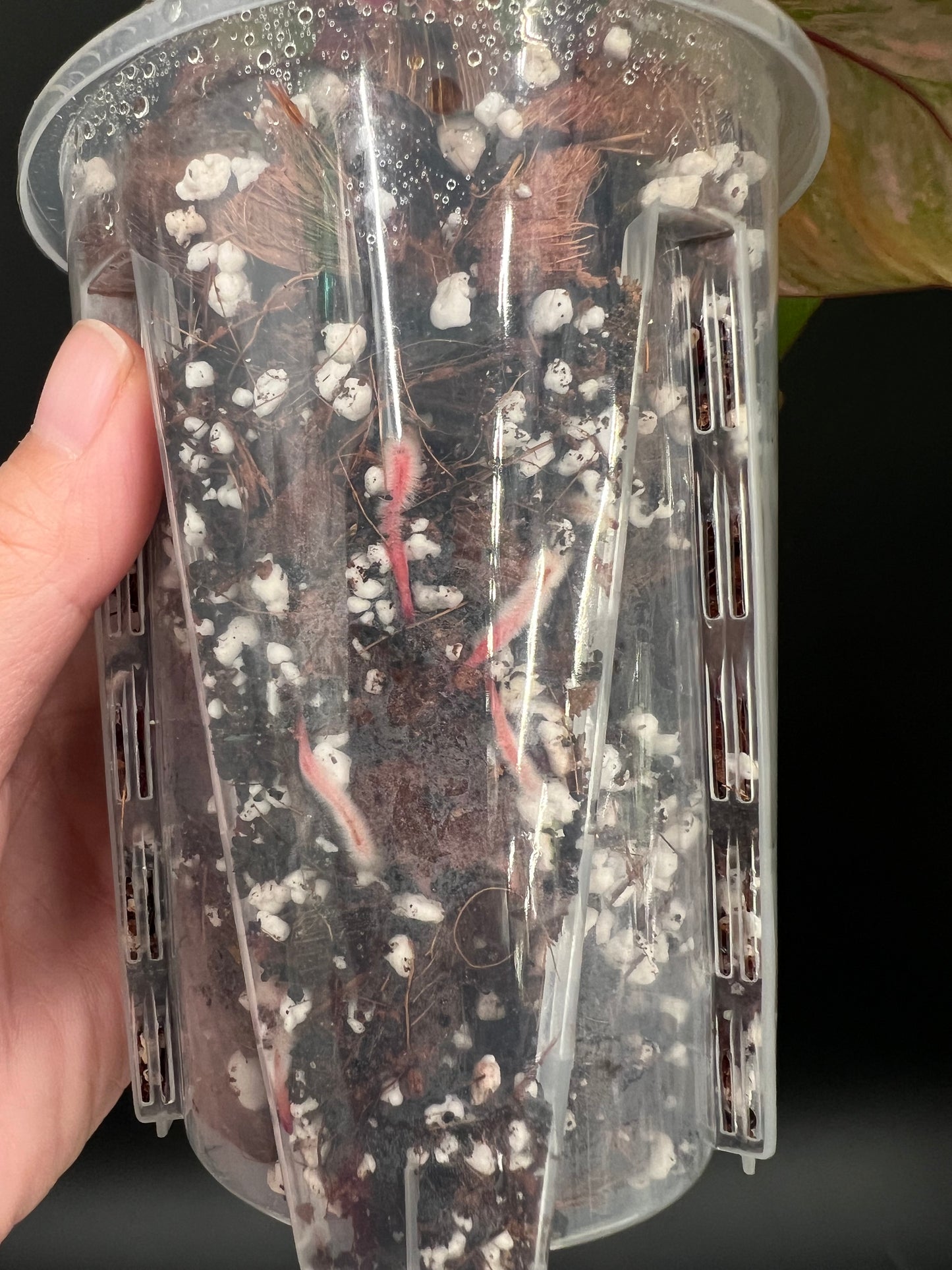 Philodendron Strawberry Shake Variegated