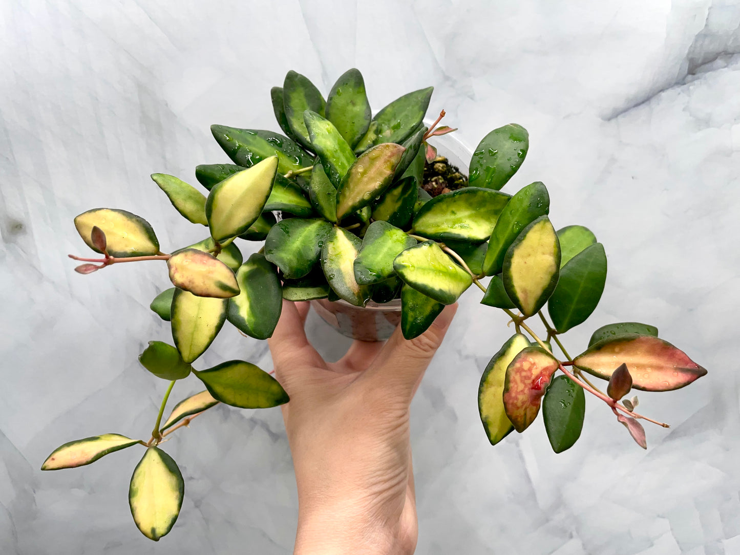 Bushy Variegated Hoya DS70, Hoya Burtoniae Variegata