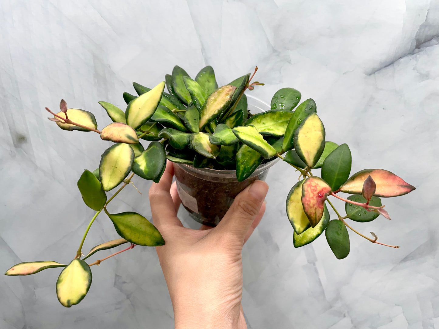 Bushy Variegated Hoya DS70, Hoya Burtoniae Variegata