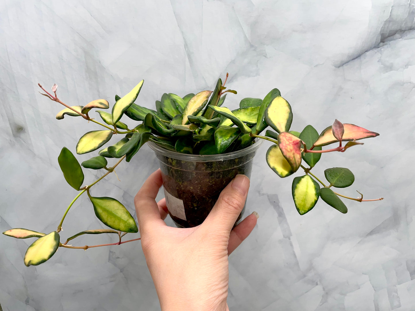 Bushy Variegated Hoya DS70, Hoya Burtoniae Variegata