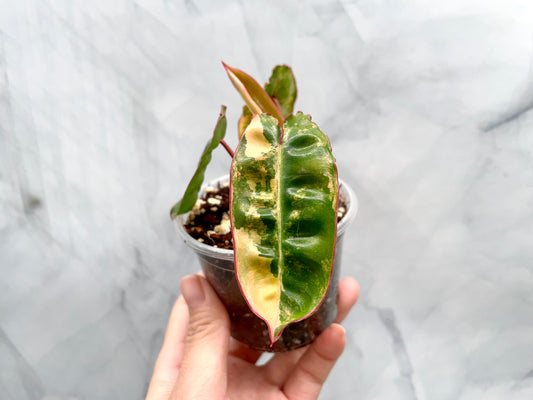 Philodendron billietiae variegated, Exact Plant