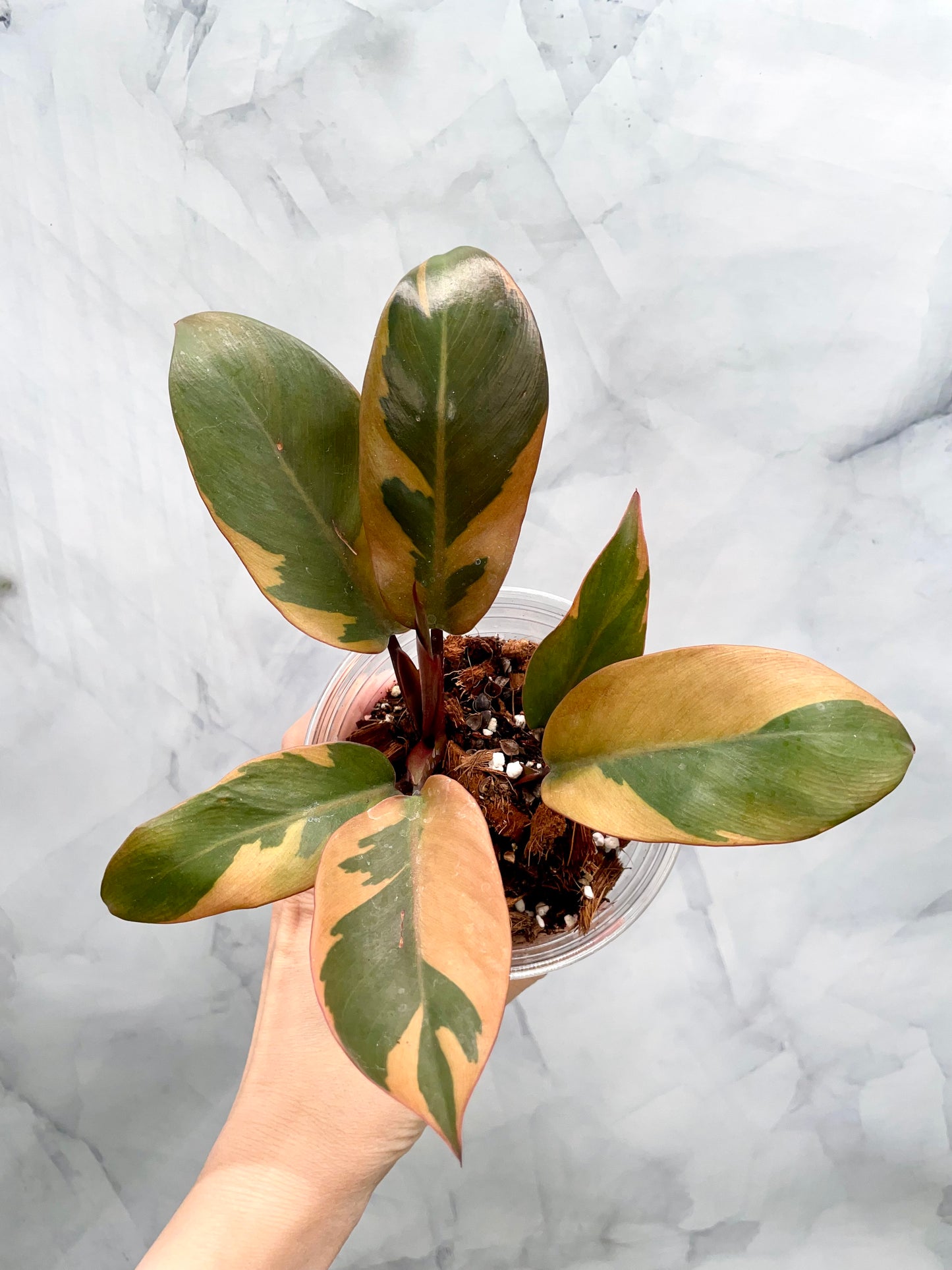 Philodendron Black Cardinal Variegated, Exact Plant