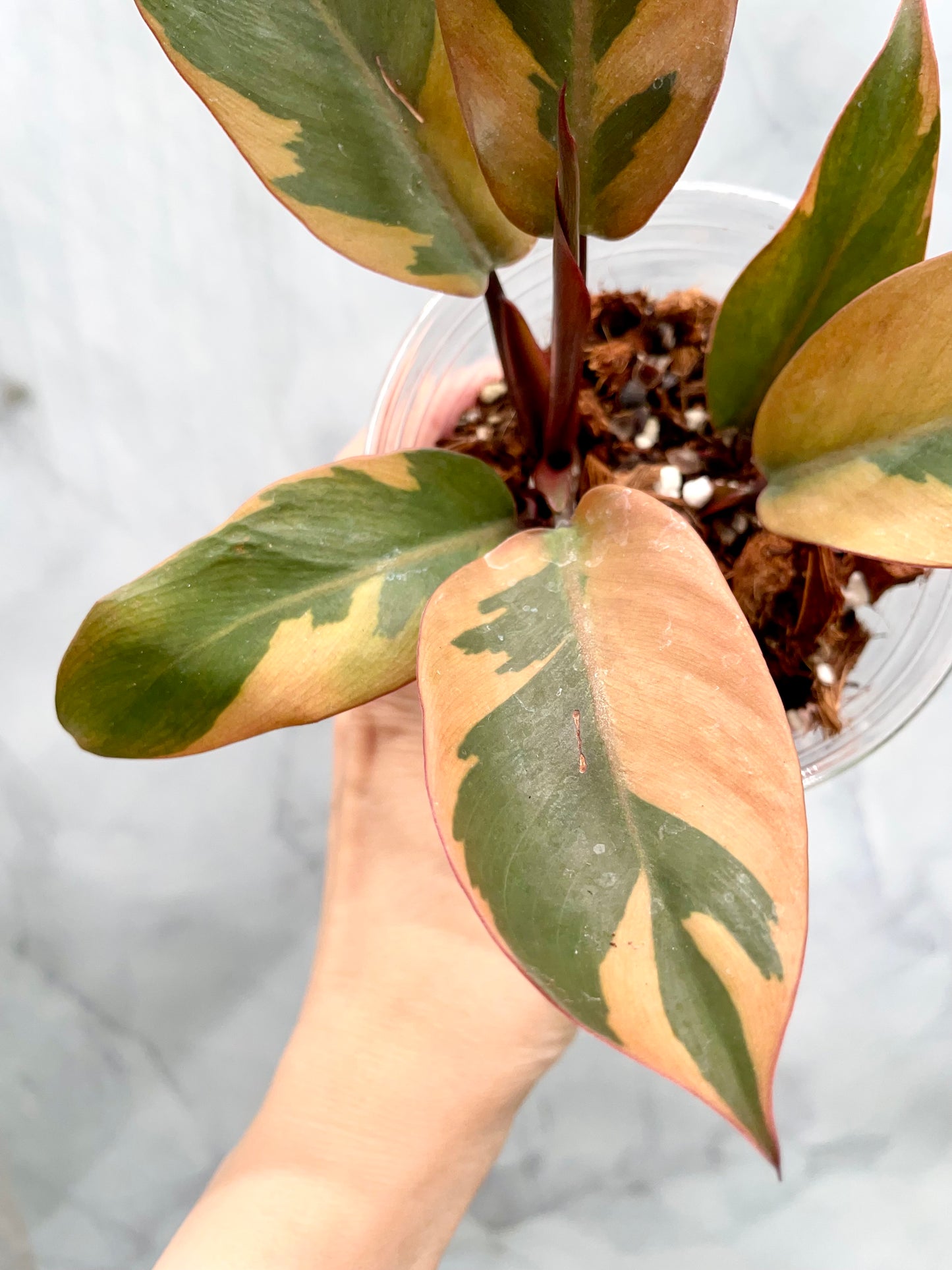 Philodendron Black Cardinal Variegated, Exact Plant
