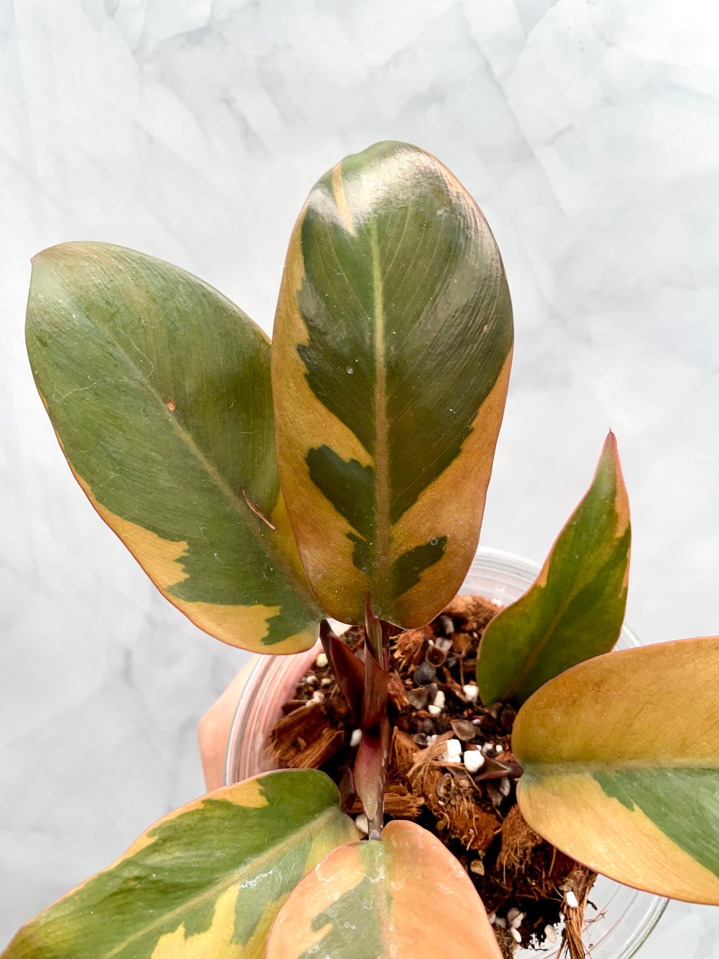 Philodendron Black Cardinal Variegated, Exact Plant