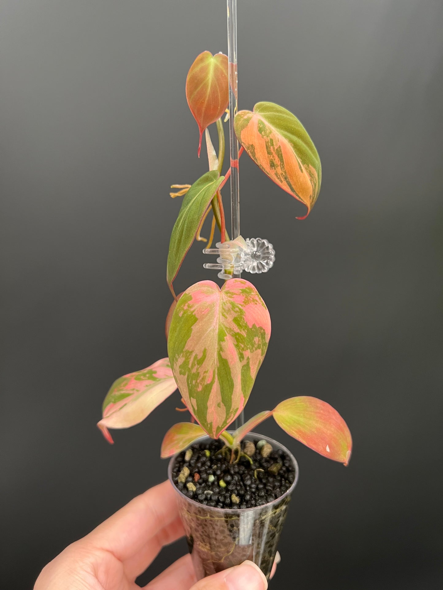 Philodendron Micans Variegated, Small 1"-1.5" Leaves