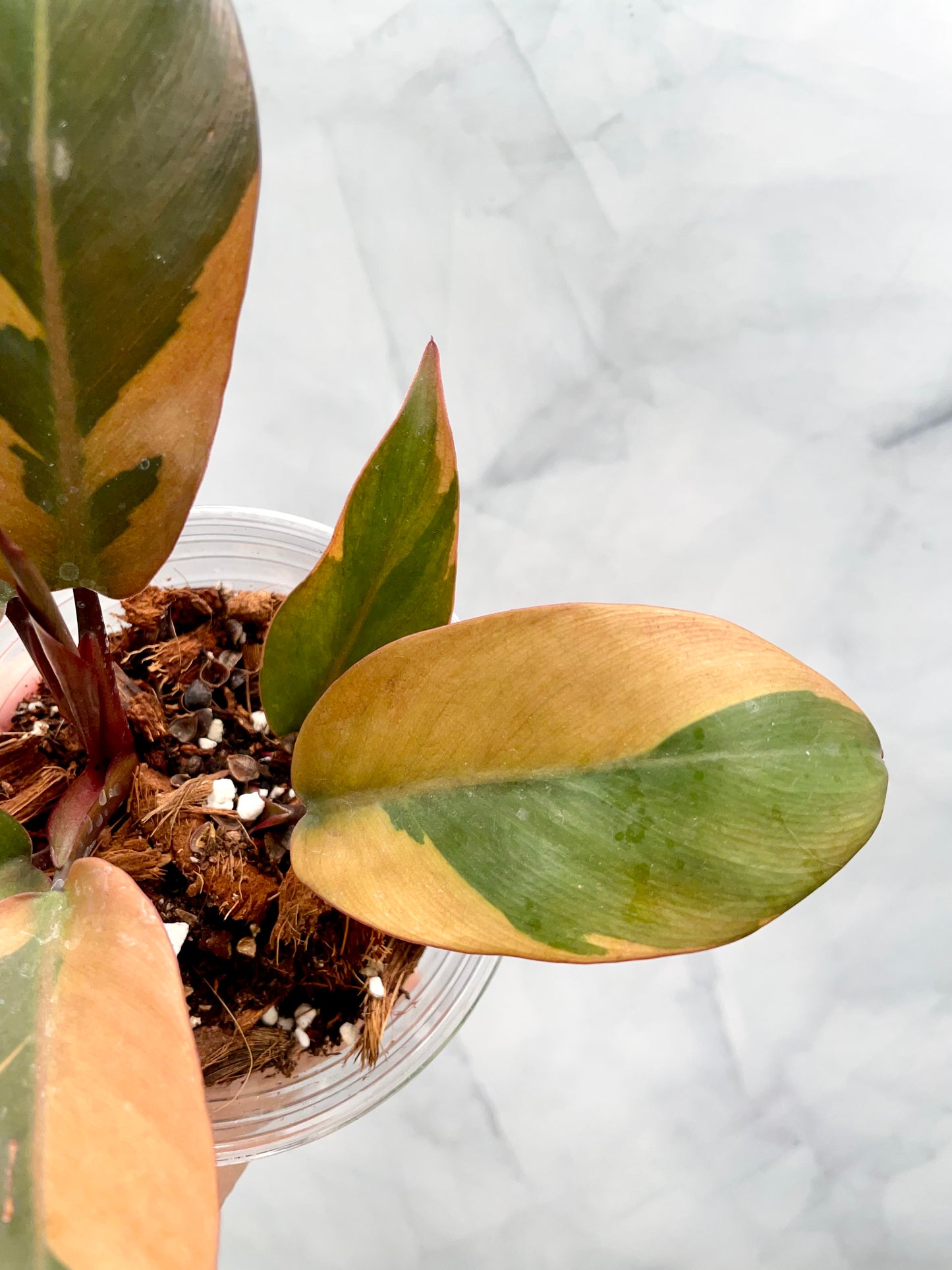 Philodendron Black Cardinal Variegated, Exact Plant