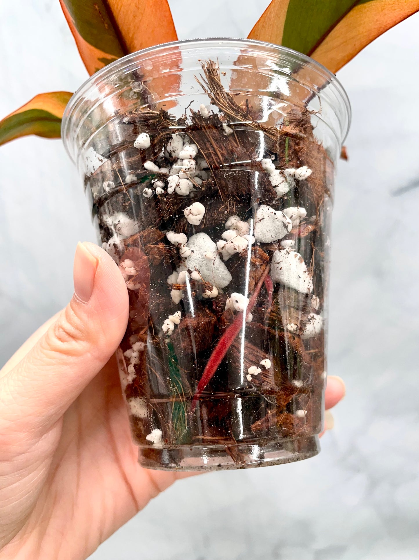 Philodendron Black Cardinal Variegated, Exact Plant