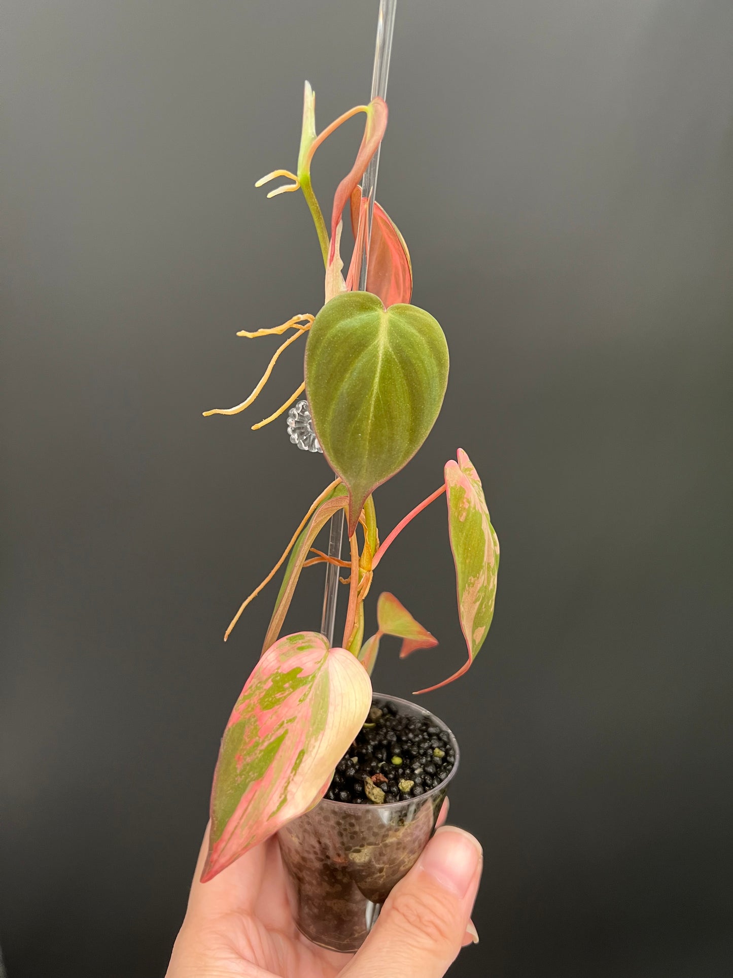 Philodendron Micans Variegated, Small 1"-1.5" Leaves