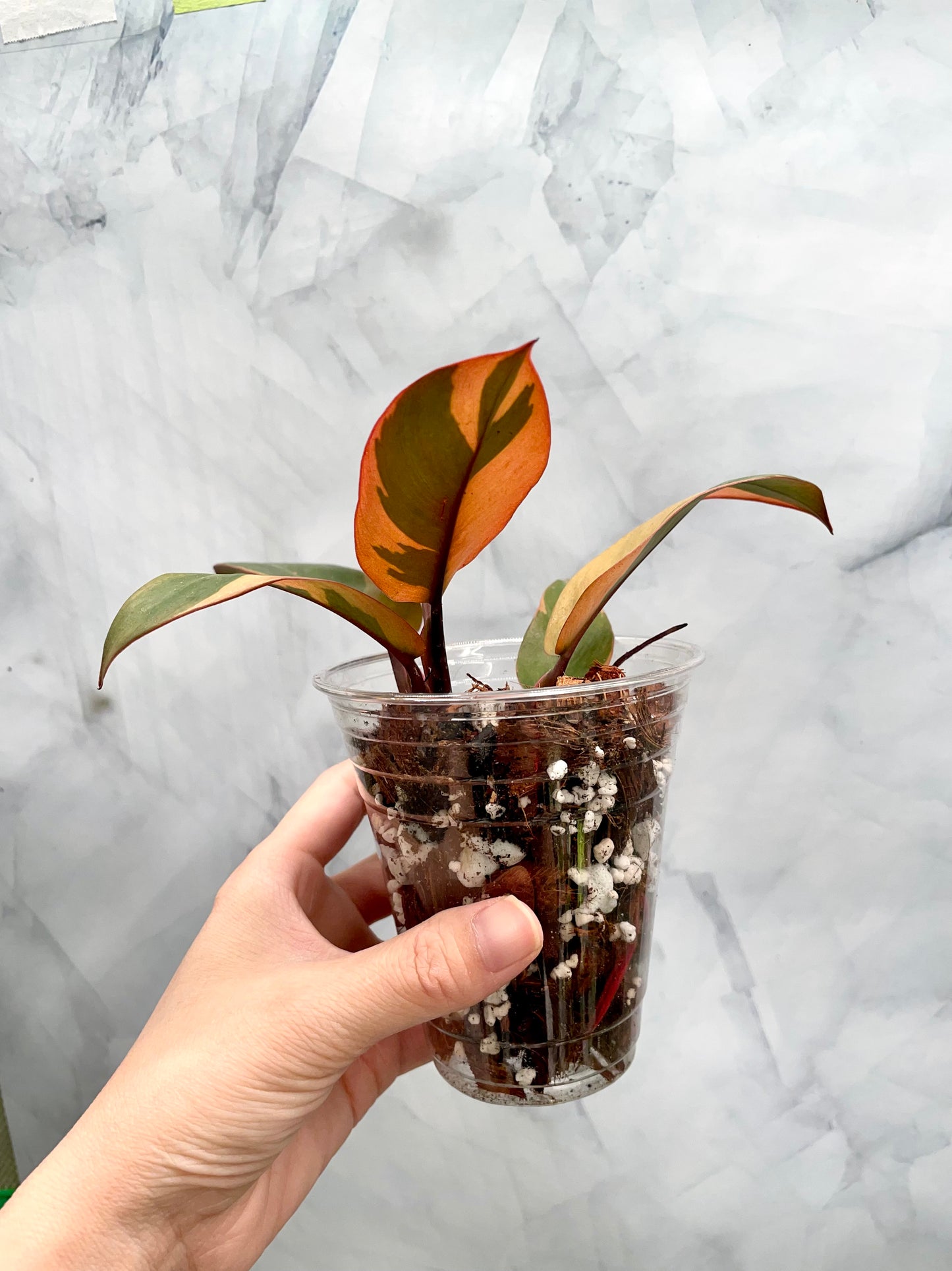 Philodendron Black Cardinal Variegated, Exact Plant