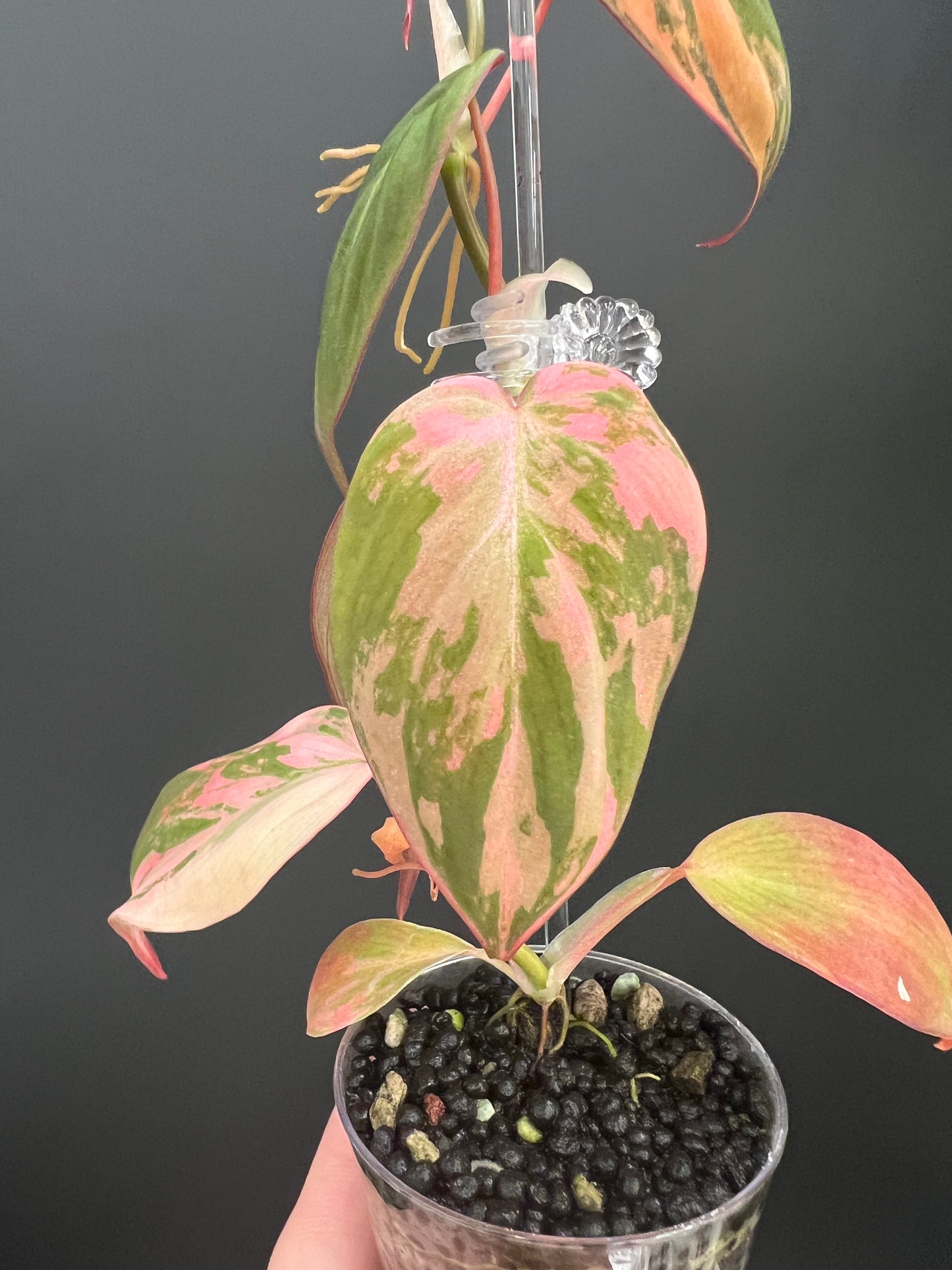 Philodendron Micans Variegated, Small 1"-1.5" Leaves