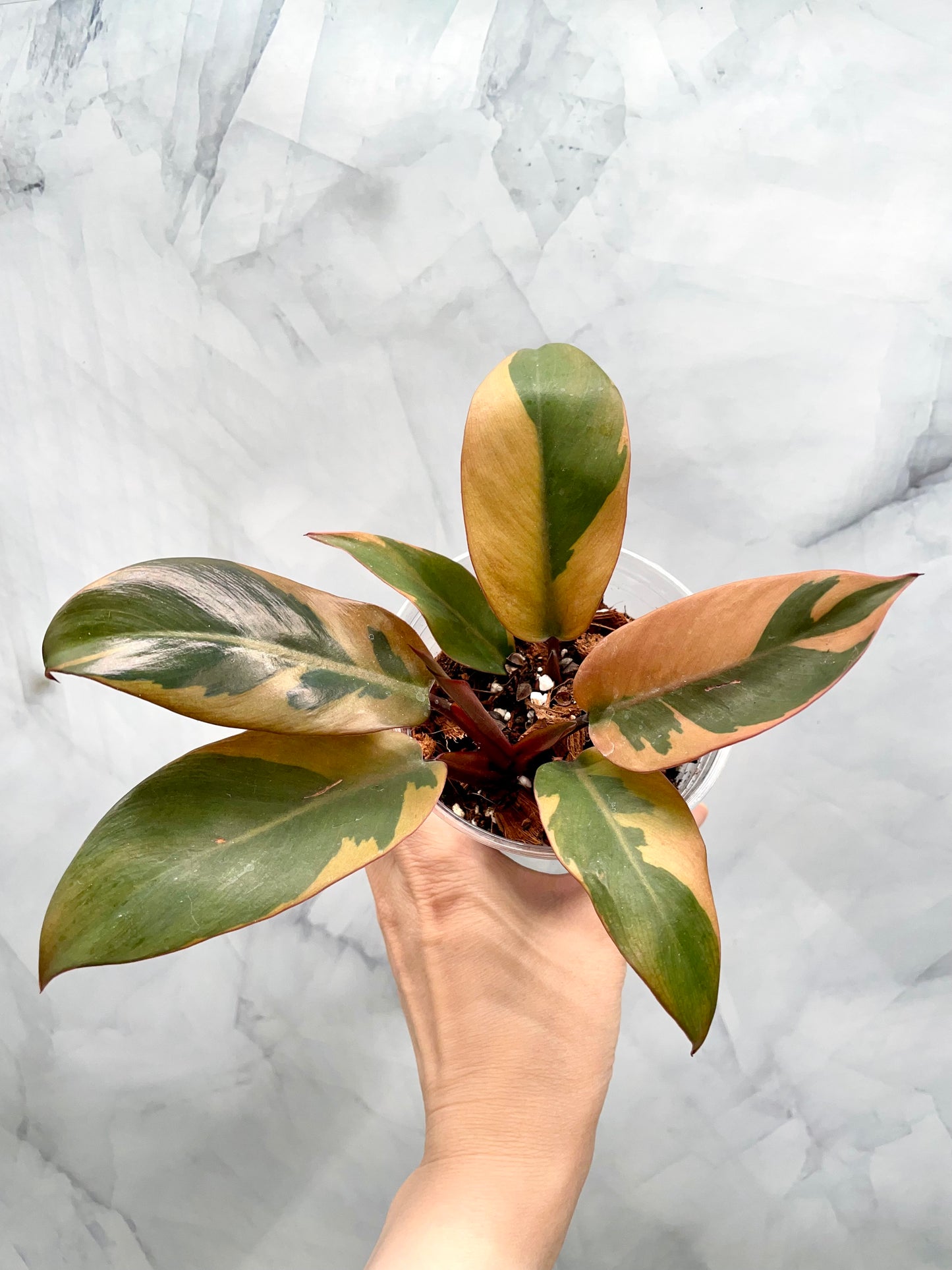 Philodendron Black Cardinal Variegated, Exact Plant