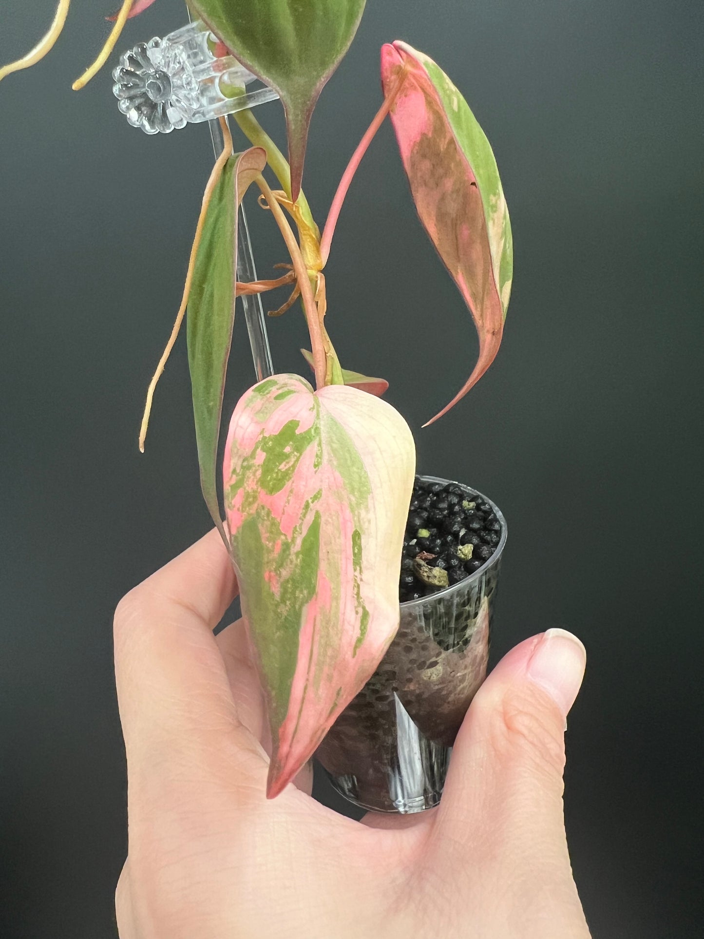 Philodendron Micans Variegated, Small 1"-1.5" Leaves