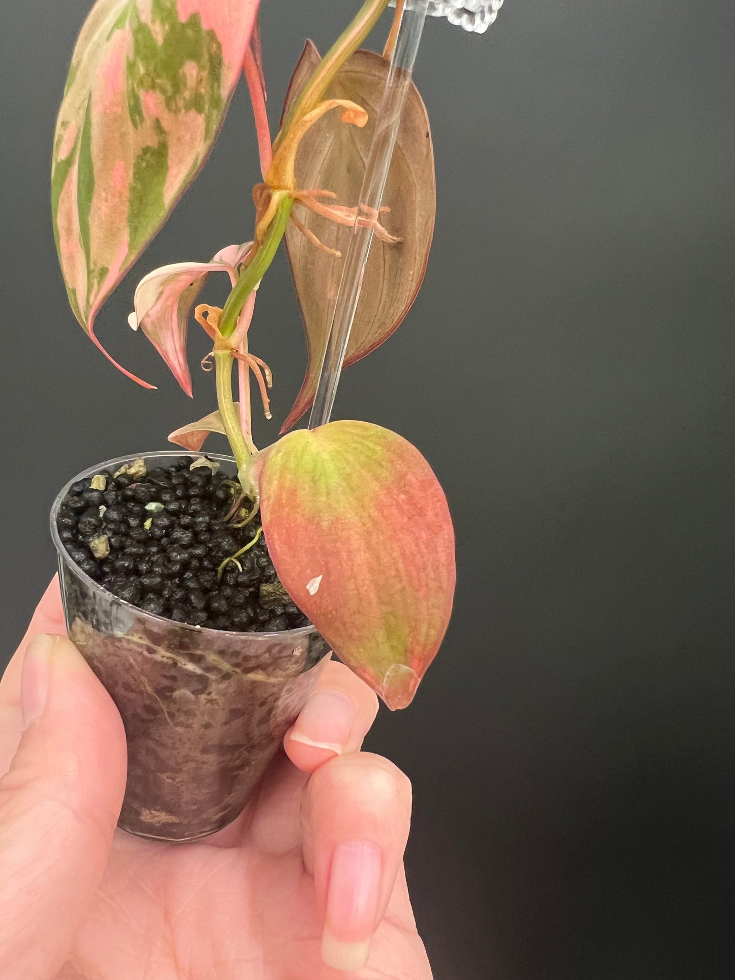 Philodendron Micans Variegated, Small 1"-1.5" Leaves