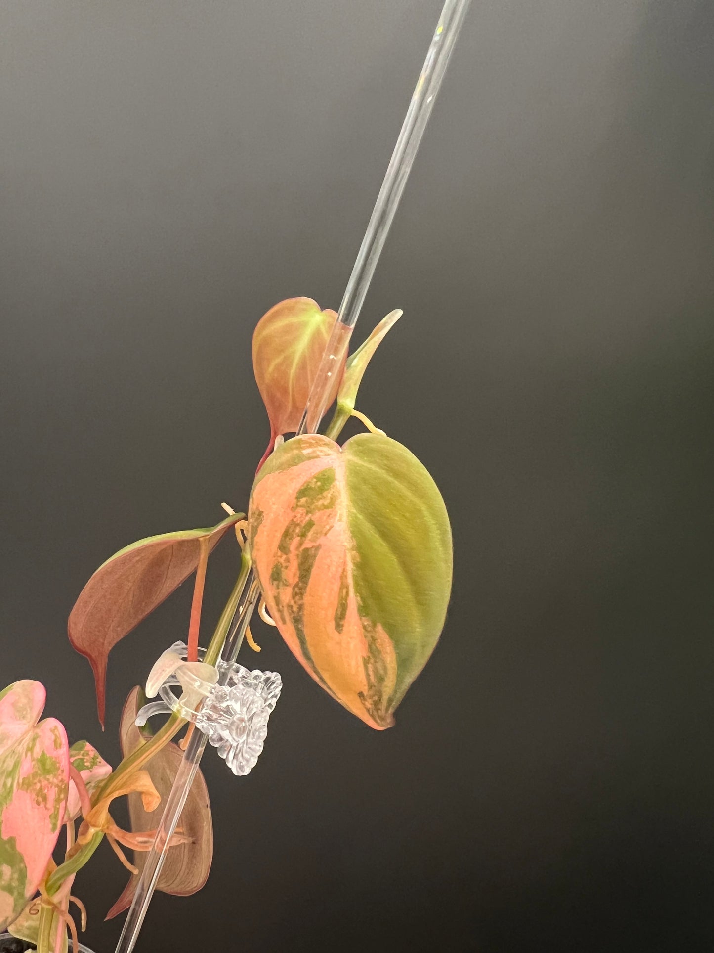 Philodendron Micans Variegated, Small 1"-1.5" Leaves