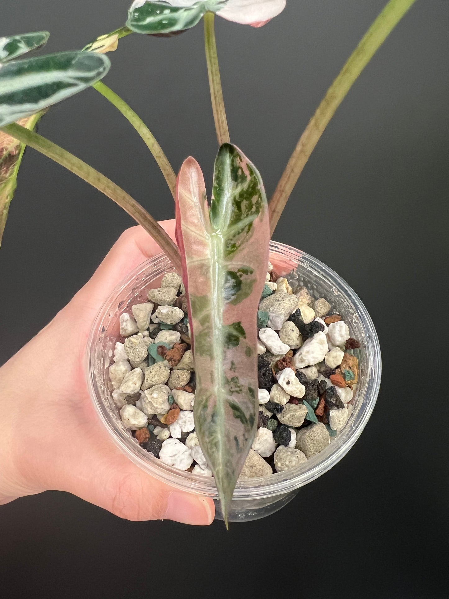Alocasia Bambino Pink