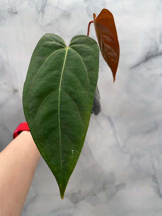 Anthurium Dark Mama Hybrid – Rare Aroid Plant | Collector’s Tropical Exact Plant