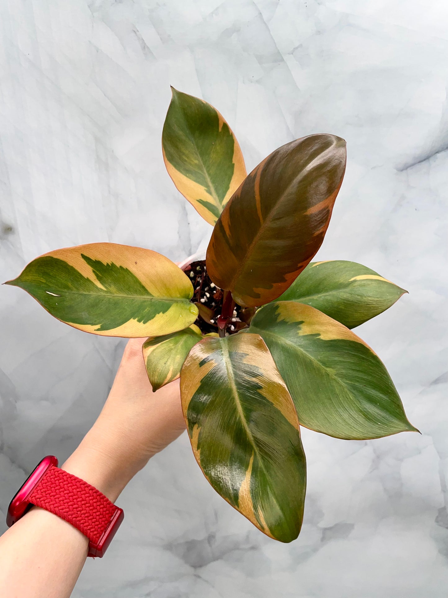 Philodendron Black Cardinal Variegated #1, Exact Plant