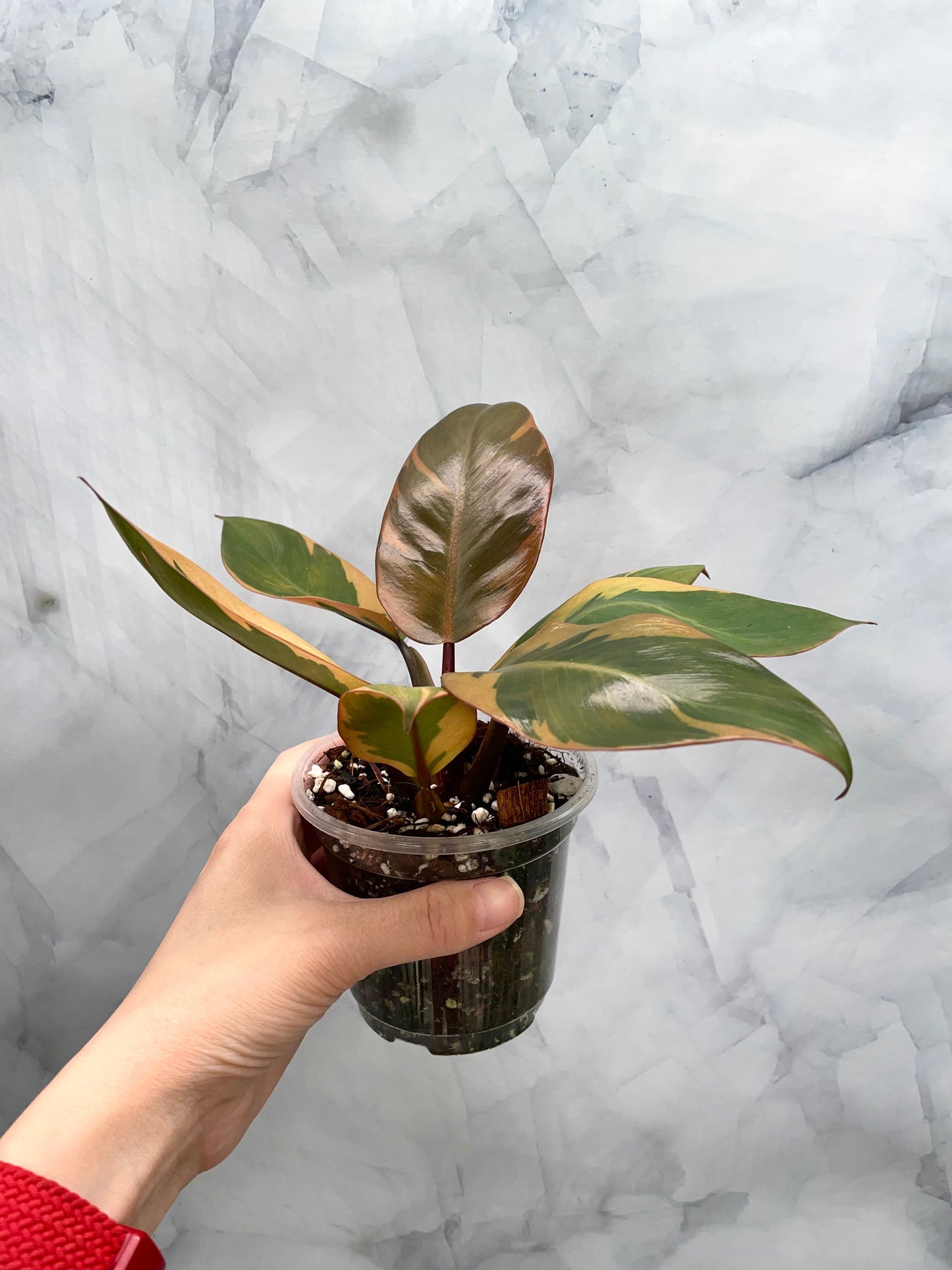 Philodendron Black Cardinal Variegated #1, Exact Plant