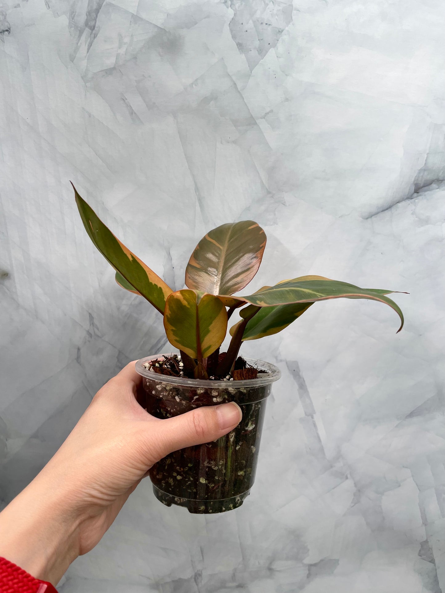 Philodendron Black Cardinal Variegated #1, Exact Plant