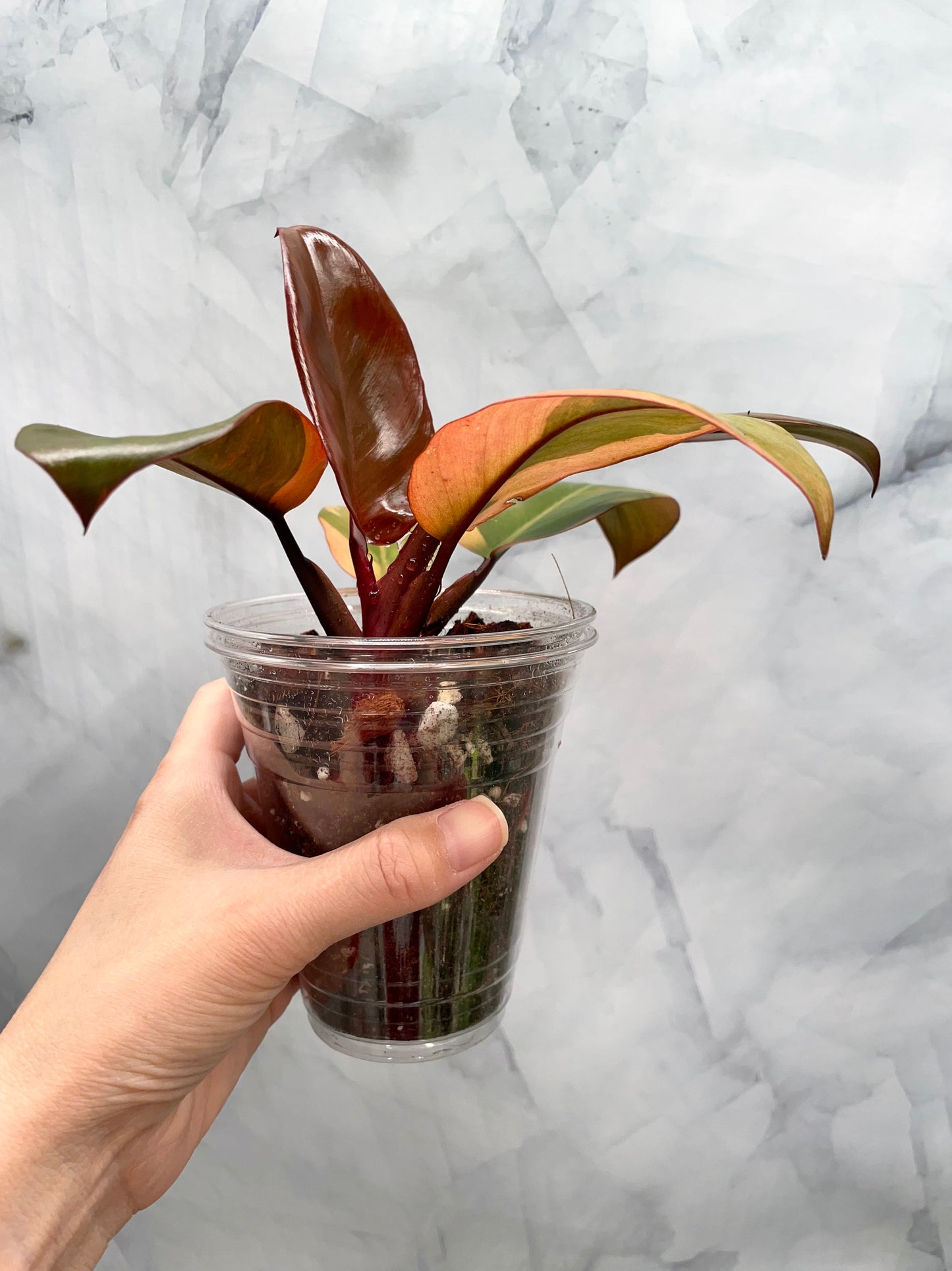 Philodendron Black Cardinal Variegated #2, Exact Plant