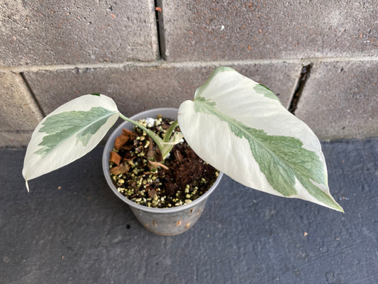 Monstera Albo