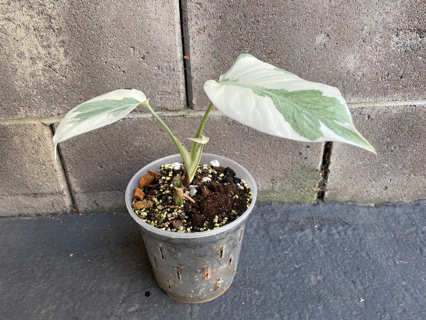 Monstera Albo